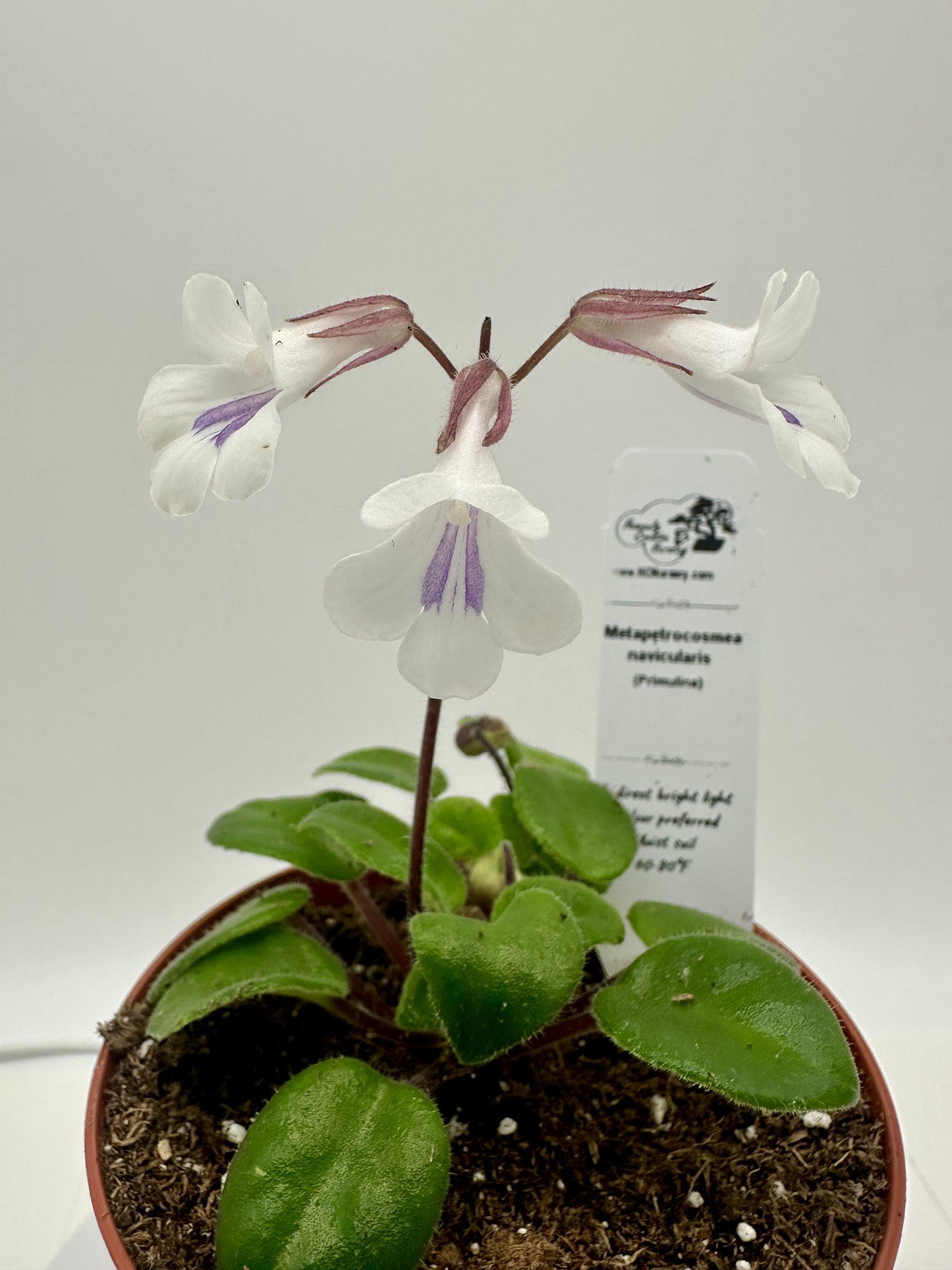 Metapetrocosmea navicularis - Live Plant 4" - Rare