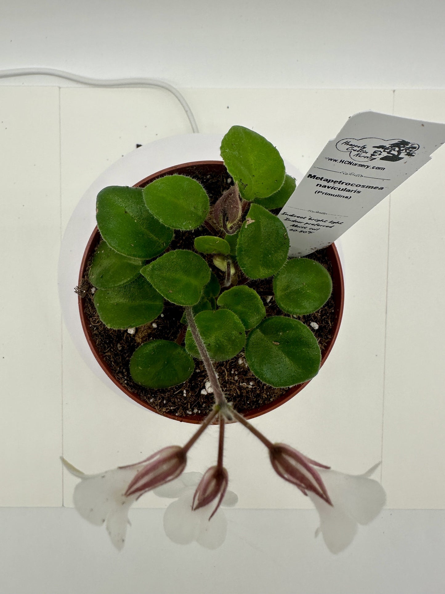 Metapetrocosmea navicularis - Live Plant 4" - Rare