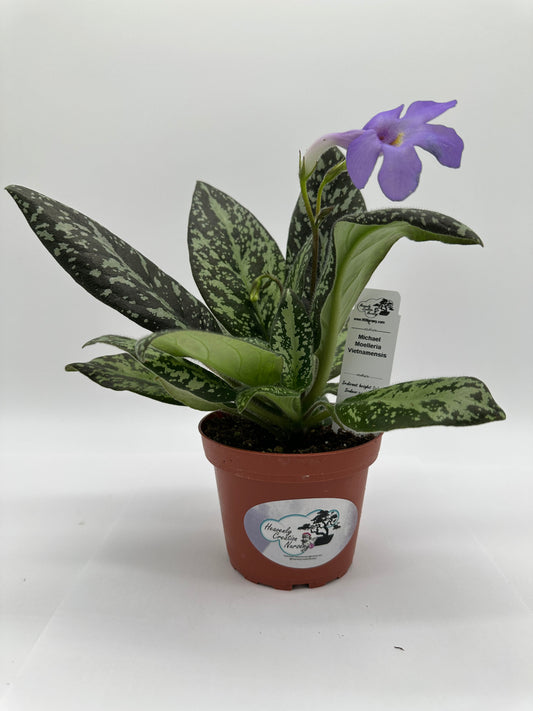 Michaelmoelleria Vietnamensis - Live Plant 4" - Vietnam origin - Very Rare