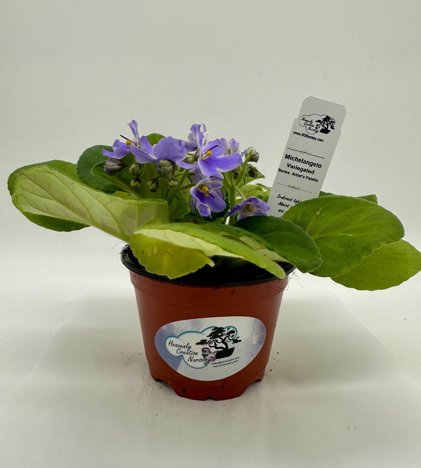 Michelangelo - Variegated - Live African Violet 4" - Series: Artist's Palette