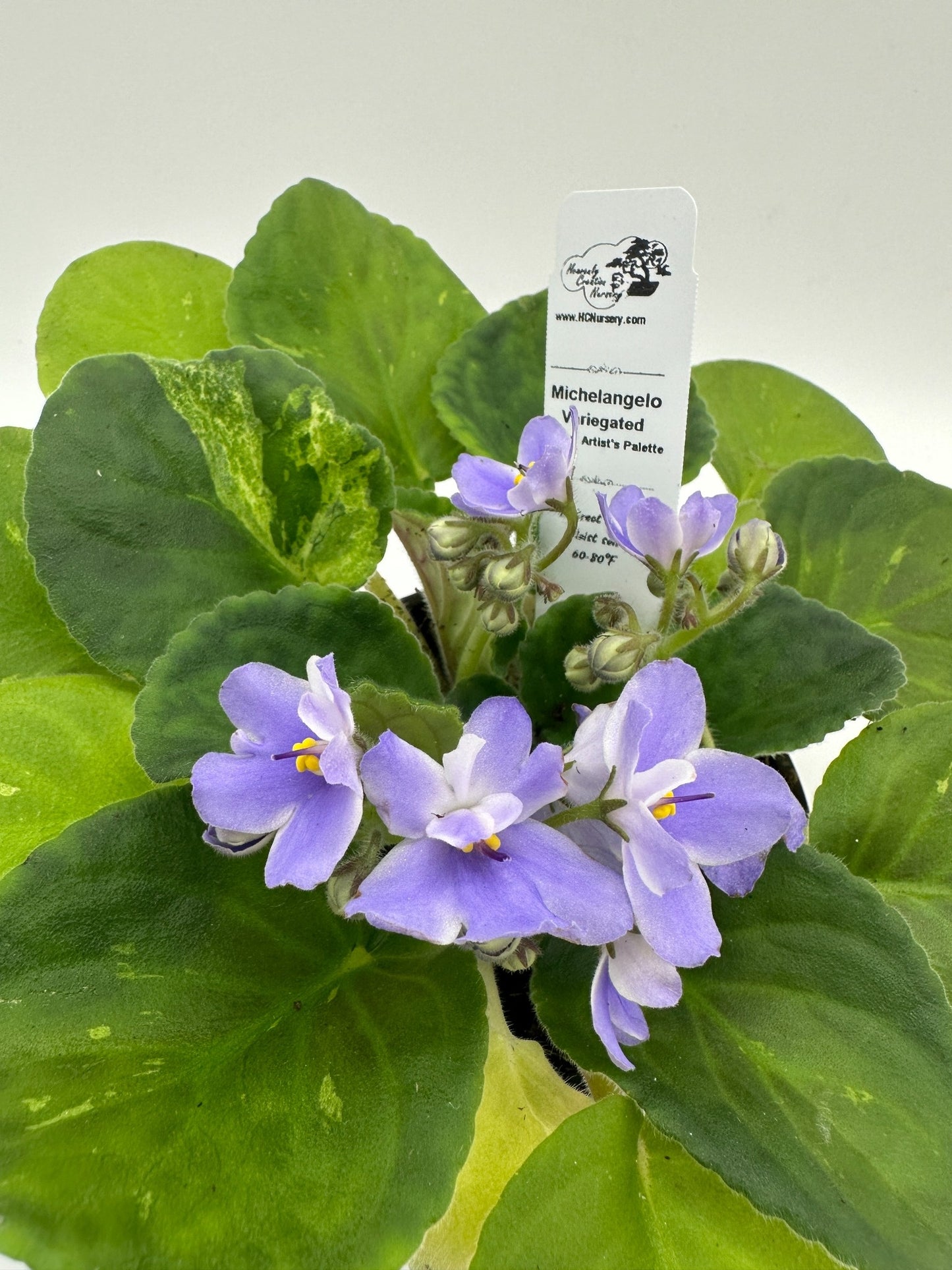 Michelangelo - Variegated - Live African Violet 4" - Series: Artist's Palette