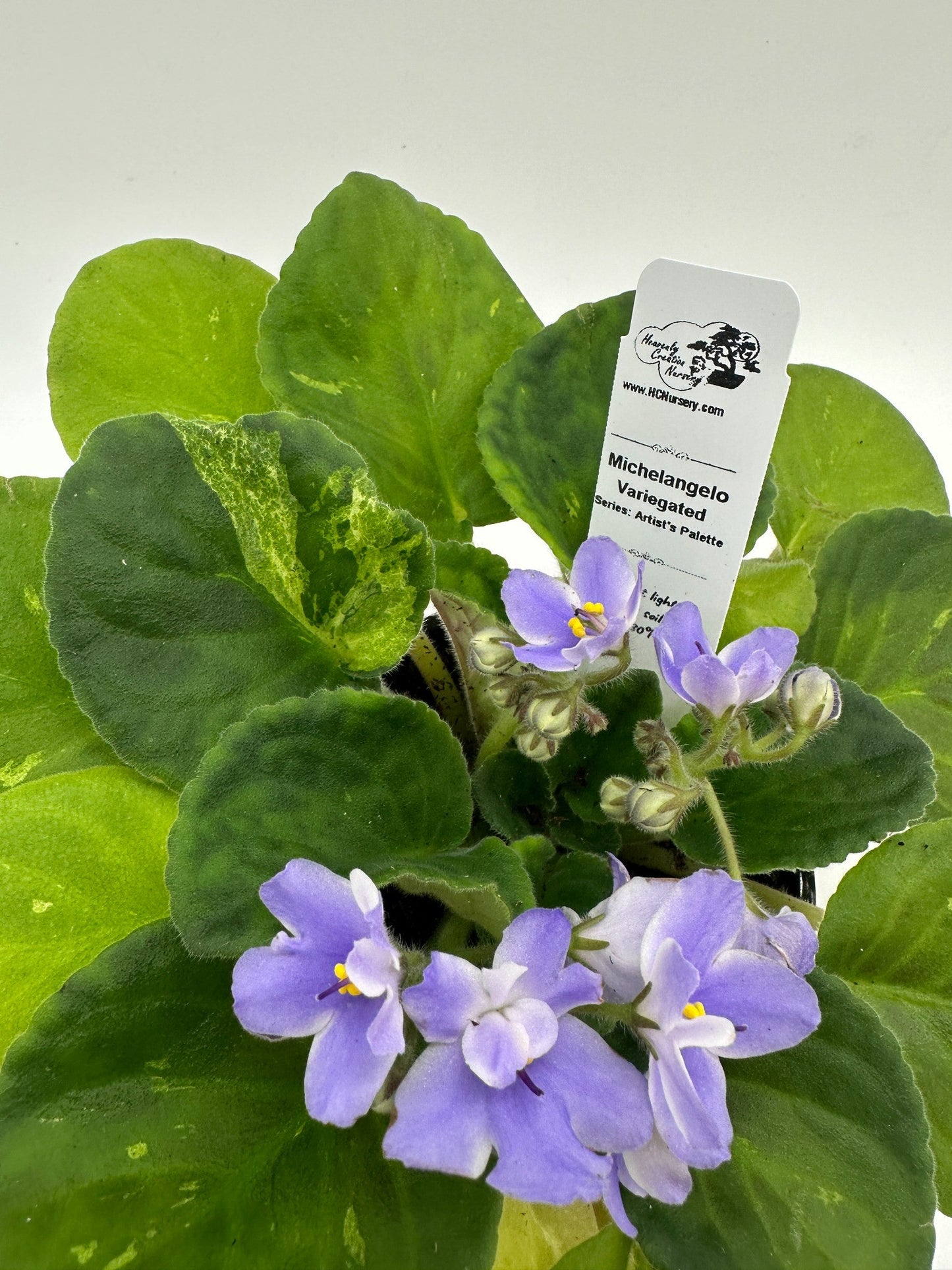 Michelangelo - Variegated - Live African Violet 4" - Series: Artist's Palette