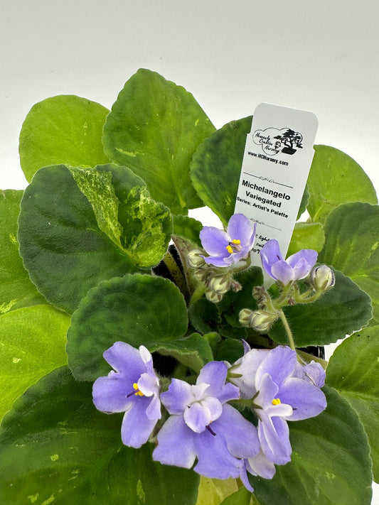 Michelangelo - Variegated - Live African Violet 4" - Series: Artist's Palette