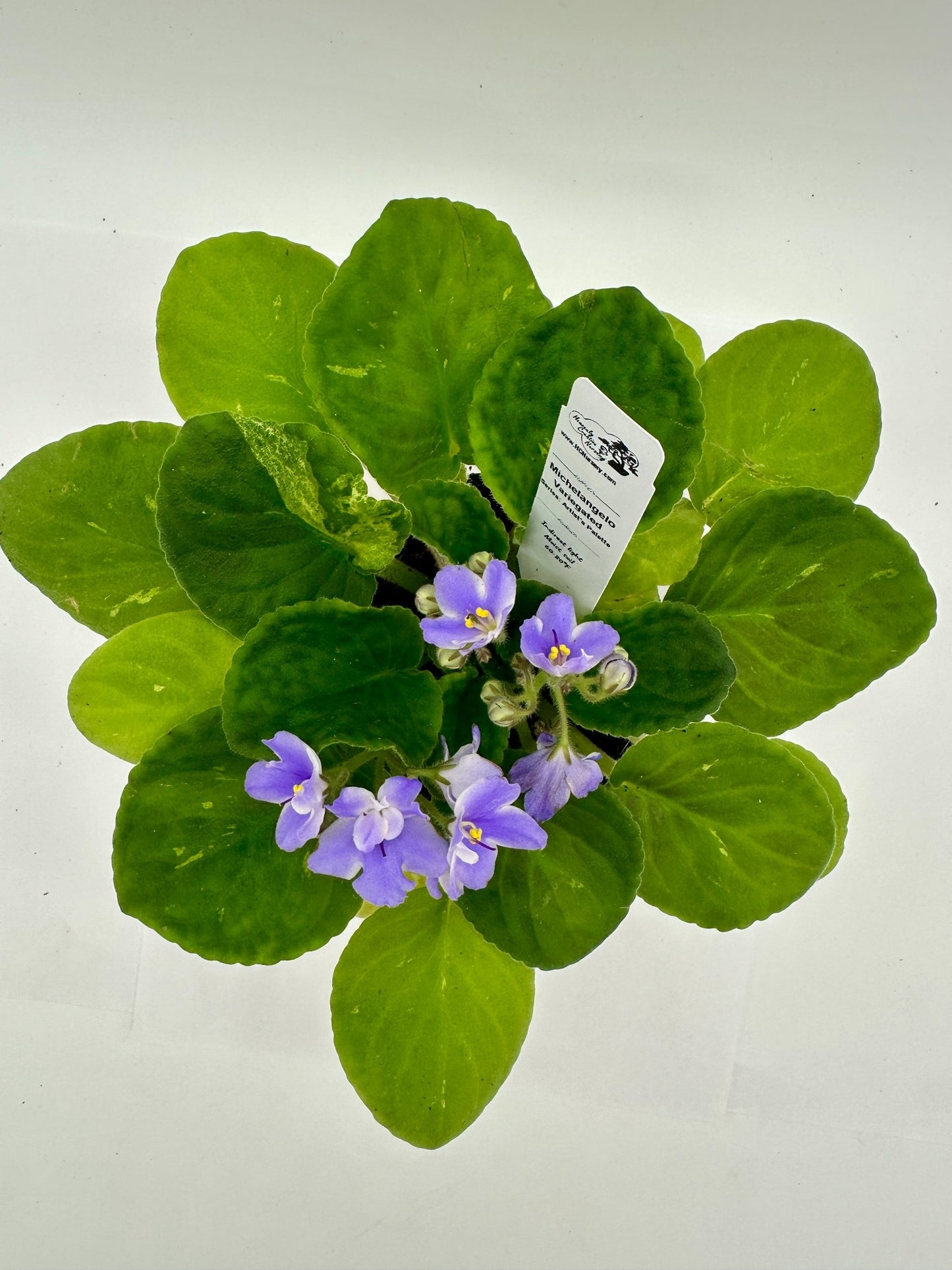 Michelangelo - Variegated - Live African Violet 4" - Series: Artist's Palette