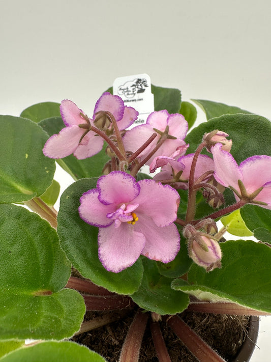 Michele - Live African Violet 4" - Series: Rhapsodie