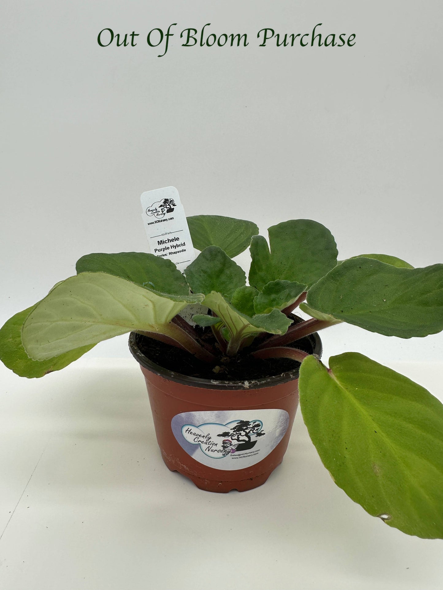 Michele - Purple Hybrid - Live African Violet 4" - Series: Rhapsodie