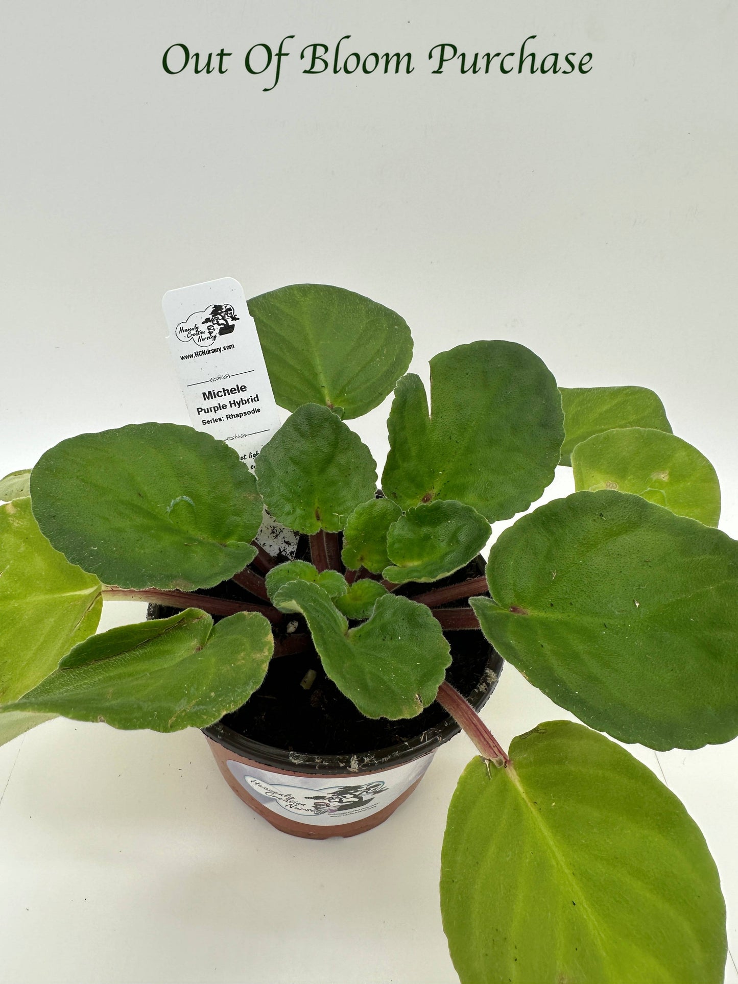Michele - Purple Hybrid - Live African Violet 4" - Series: Rhapsodie