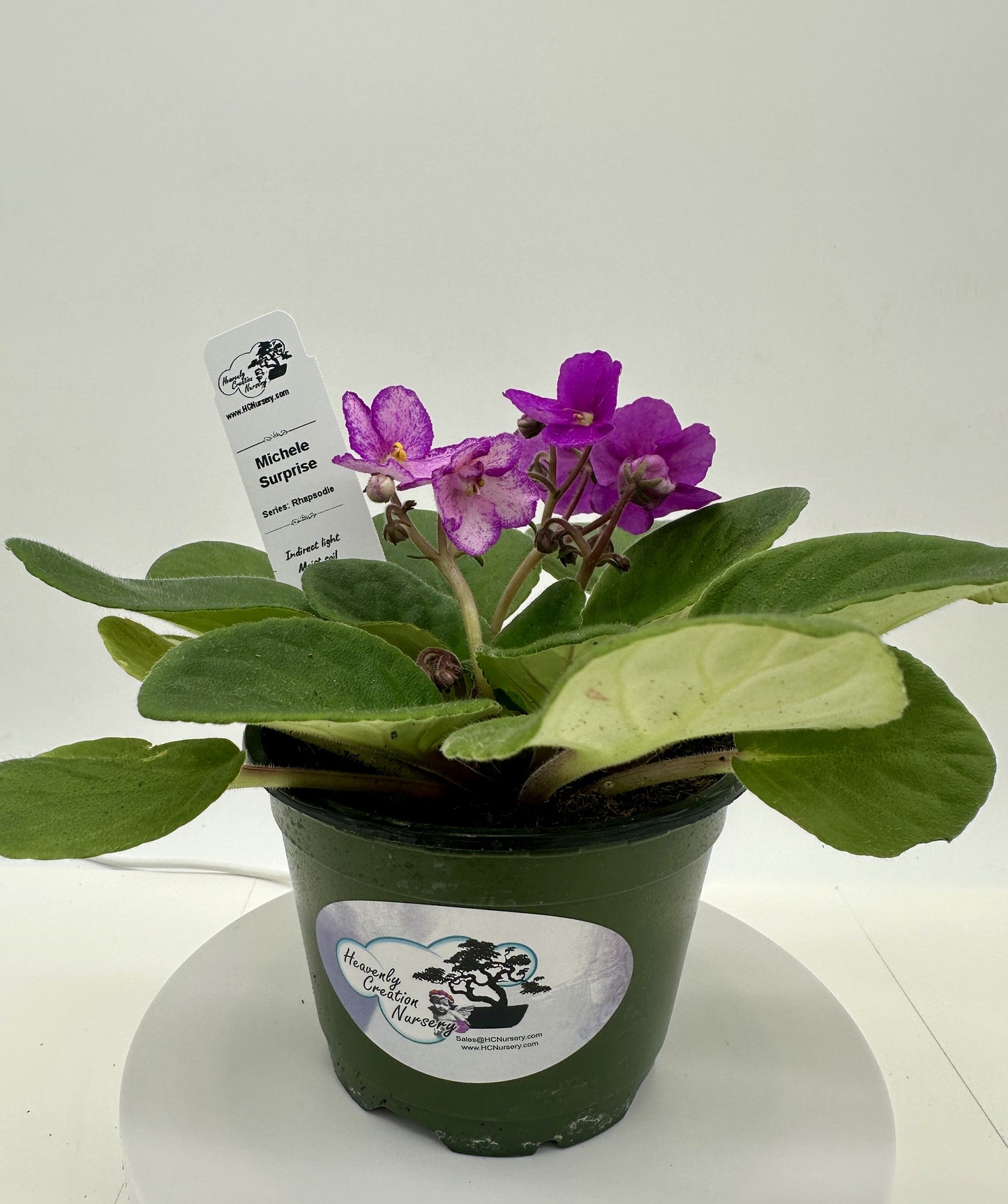 Michele - Surprise - Live African Violet 4" - Series: Rhapsodie