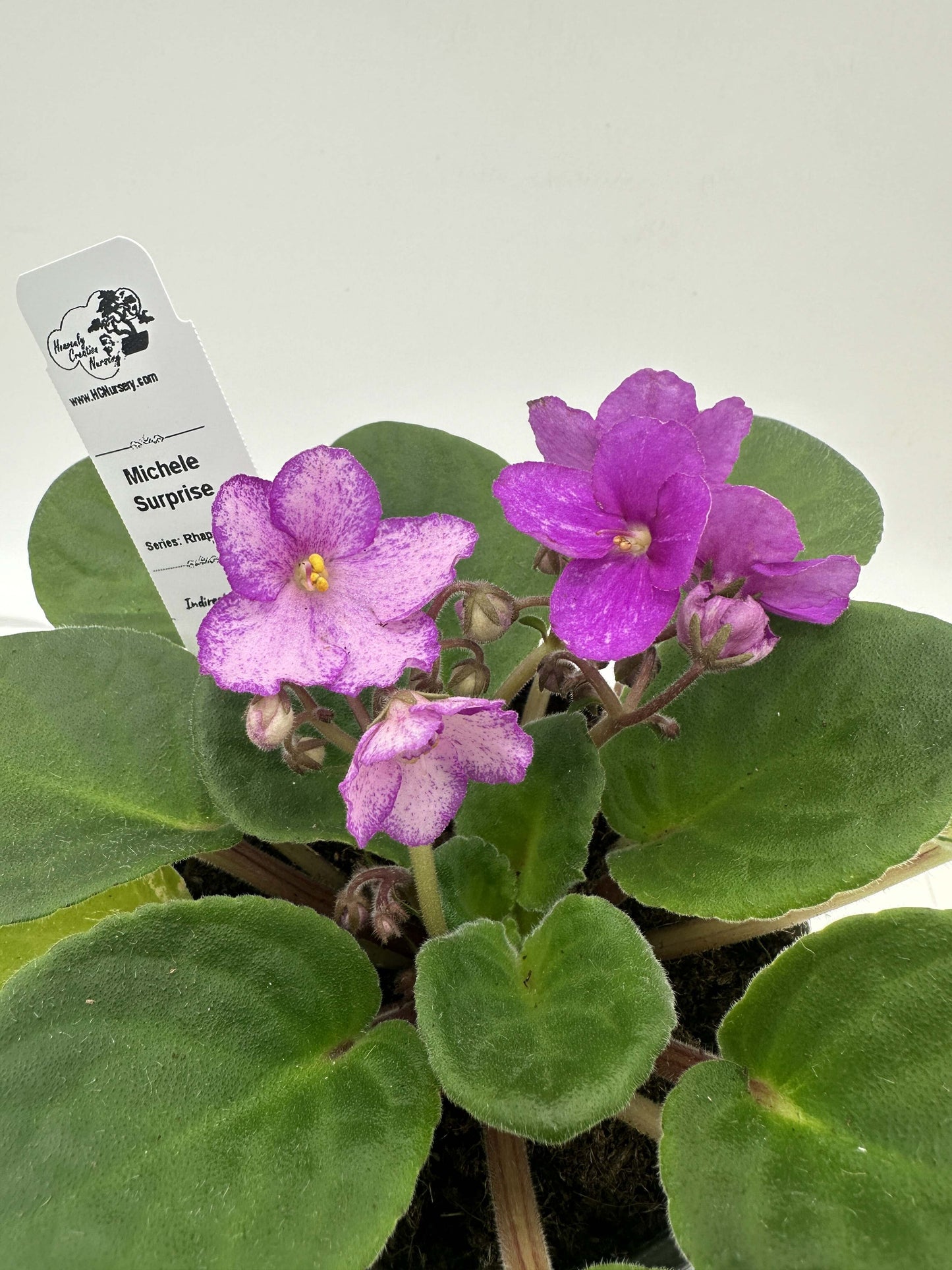 Michele - Surprise - Live African Violet 4" - Series: Rhapsodie