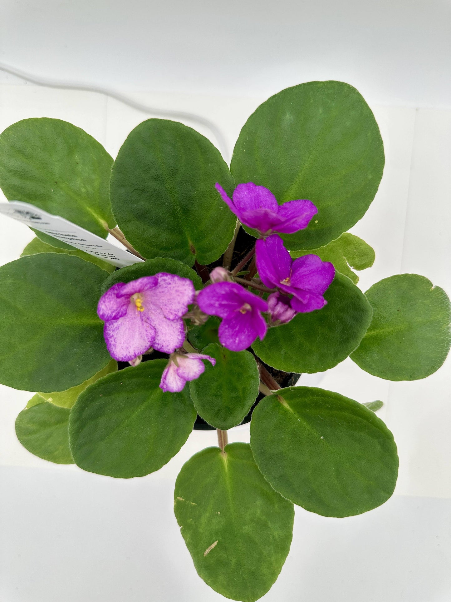 Michele - Surprise - Live African Violet 4" - Series: Rhapsodie