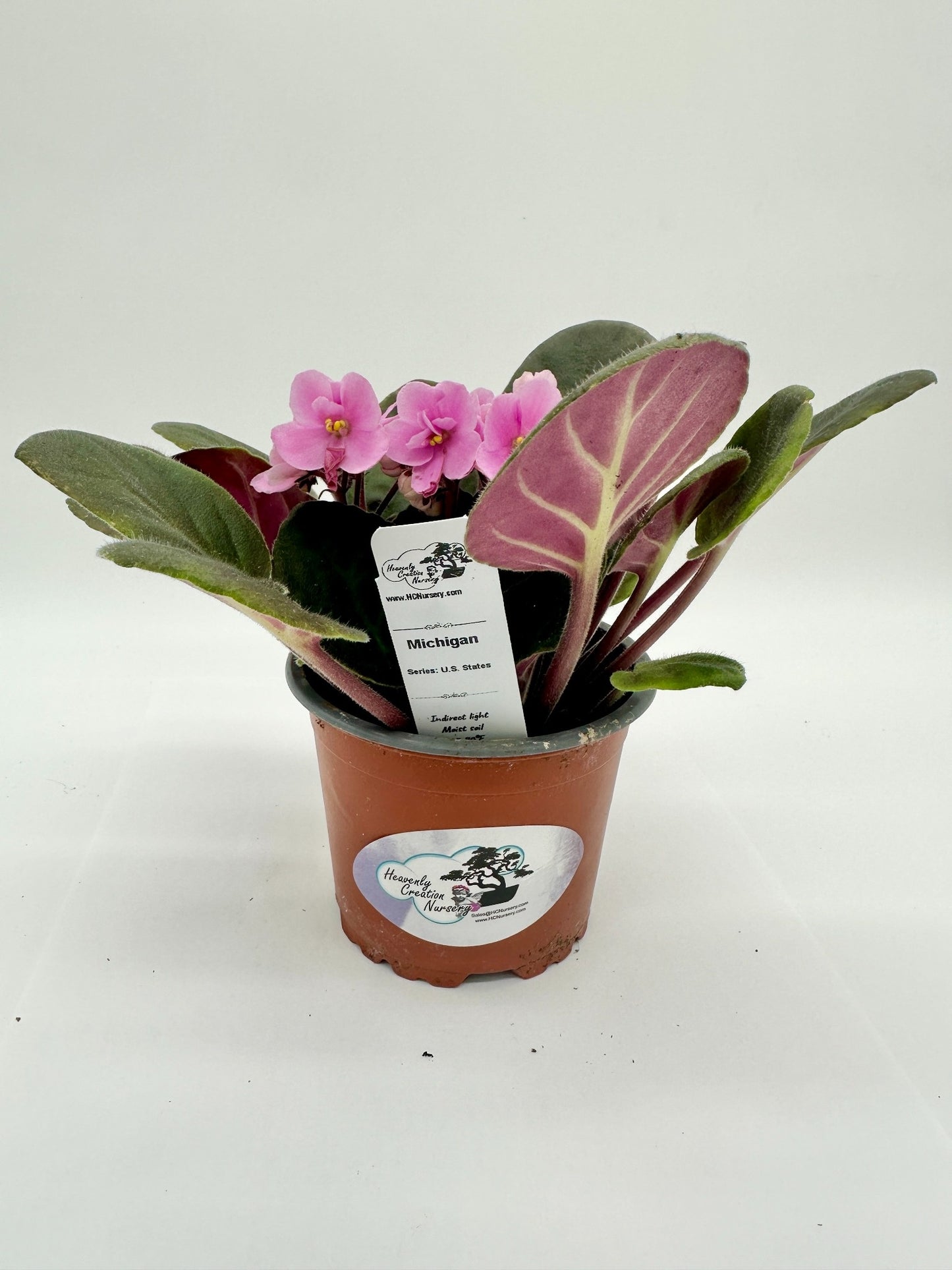 Michigan - Live African Violet 4" - Series: U.S. States