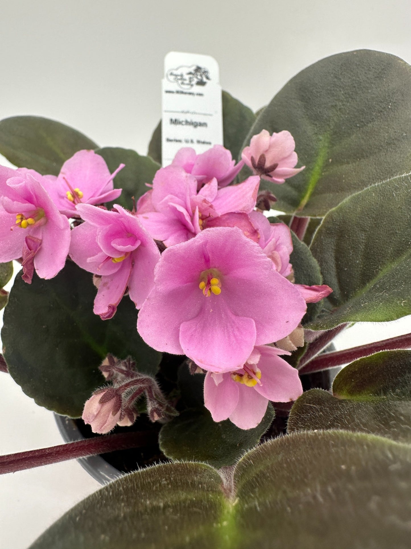 Michigan - Live African Violet 4" - Series: U.S. States