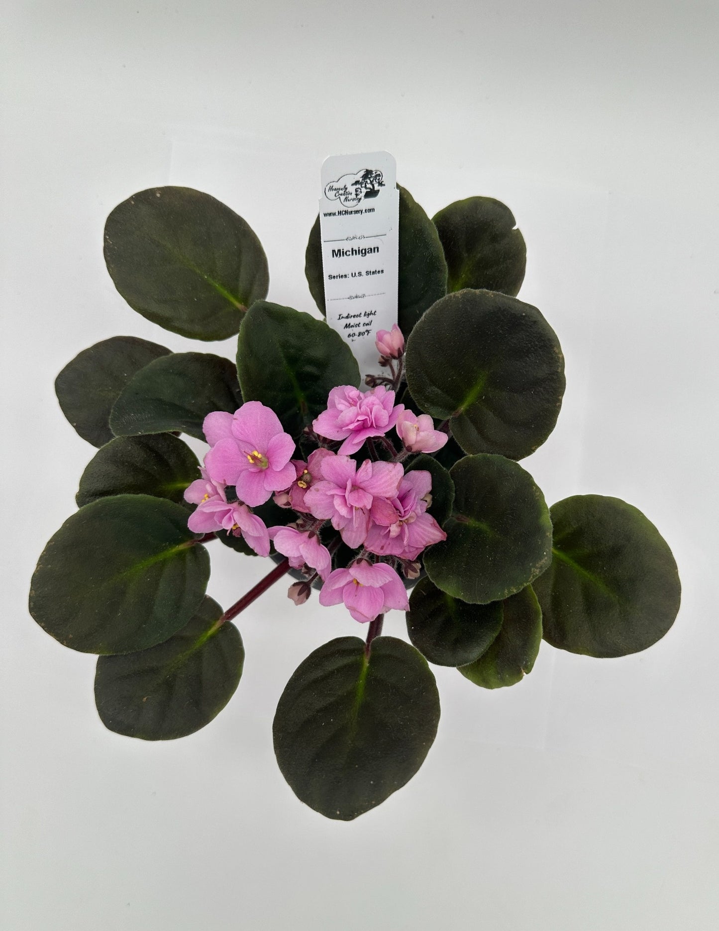 Michigan - Live African Violet 4" - Series: U.S. States