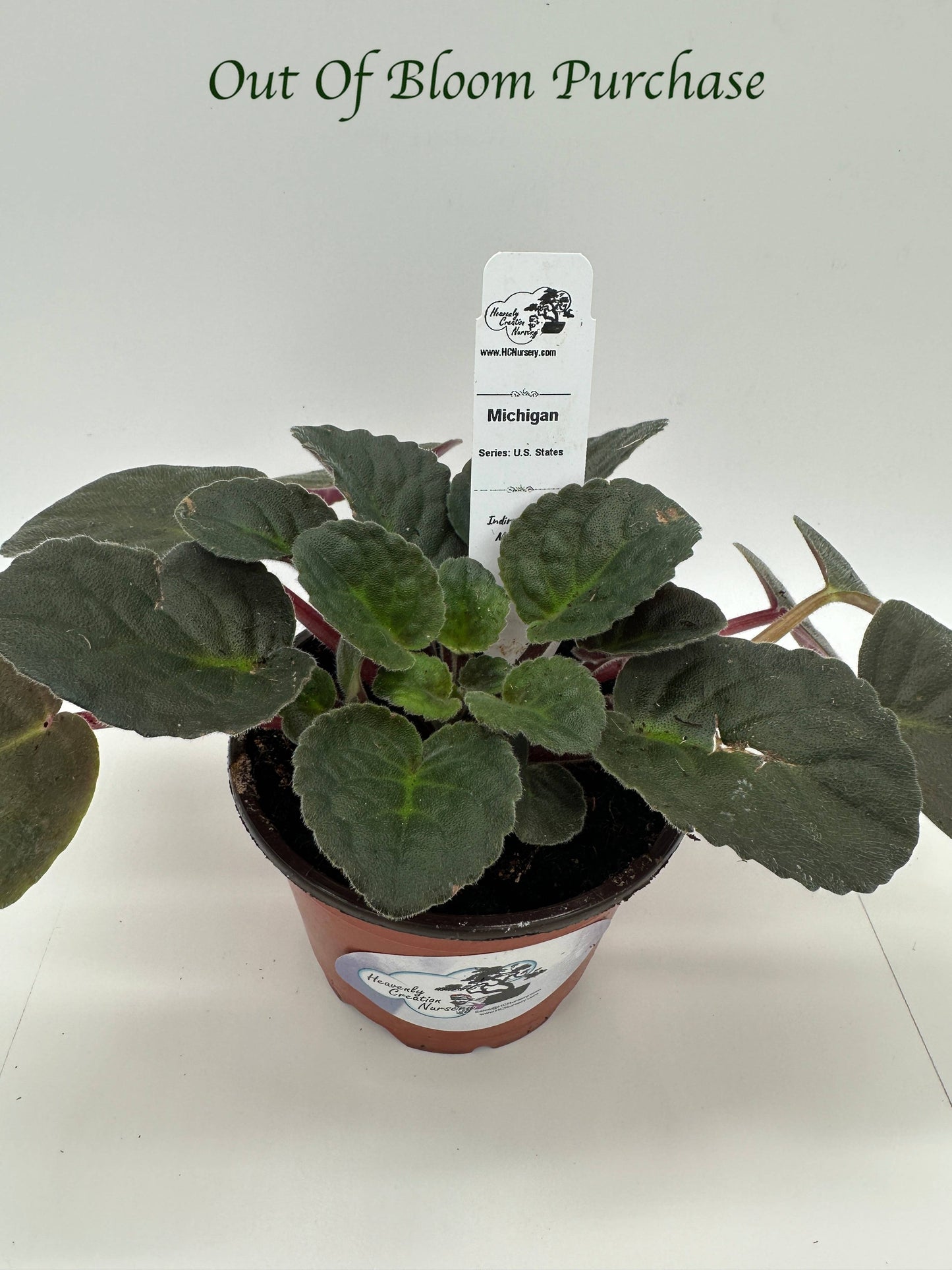 Michigan - Live African Violet 4" - Series: U.S. States