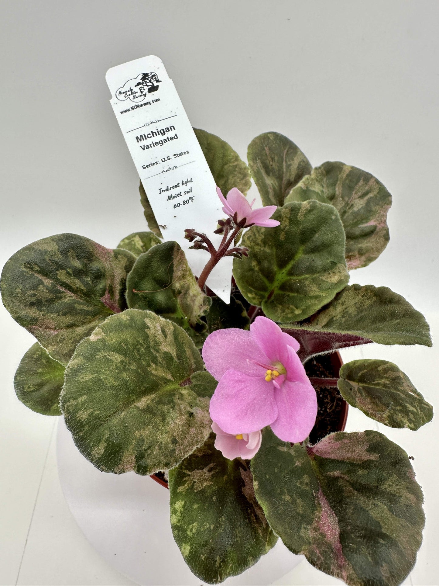 Michigan - Variegated (Rare) - Live African Violet 4" - Series: U.S. States