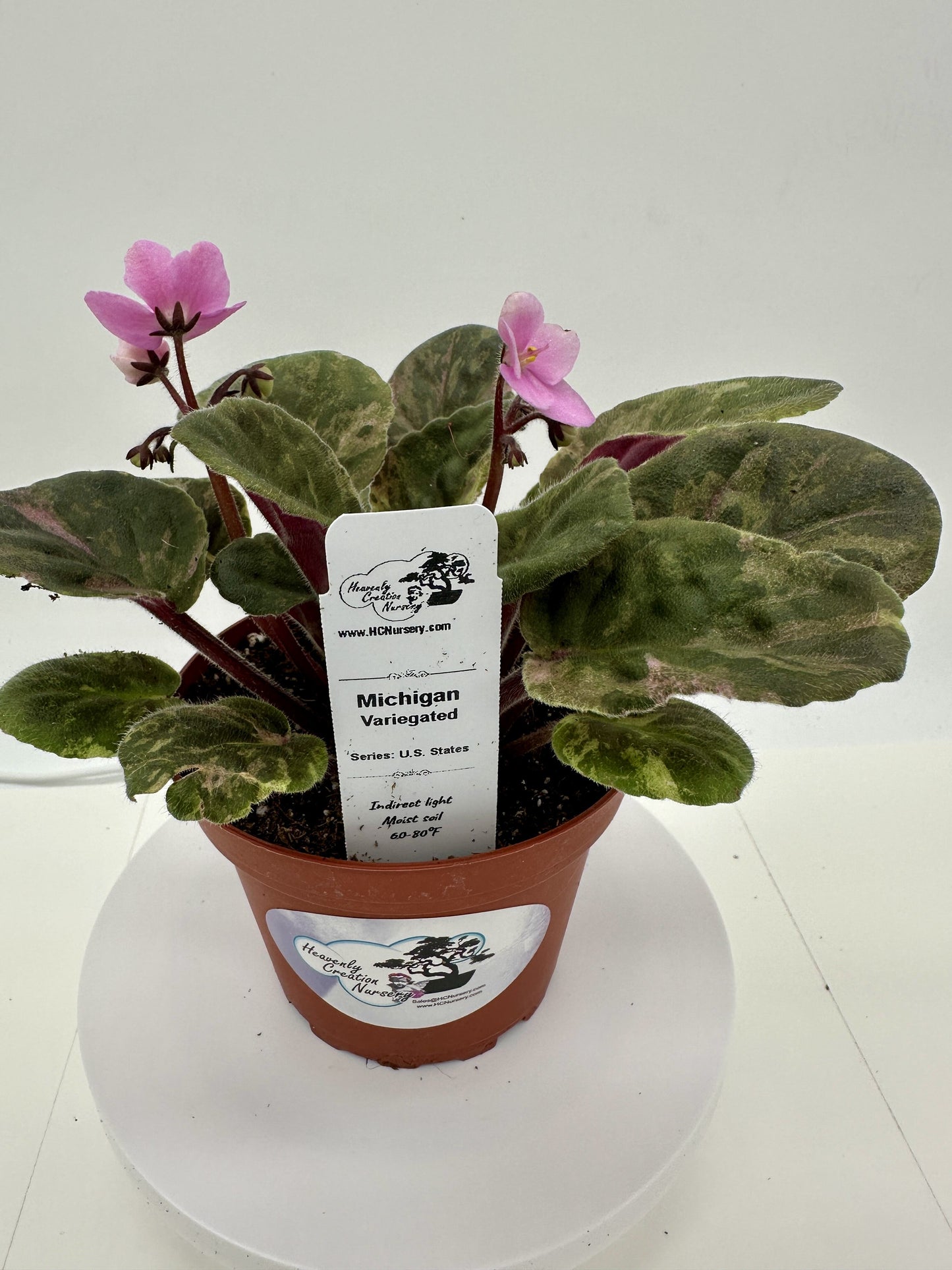 Michigan - Variegated (Rare) - Live African Violet 4" - Series: U.S. States