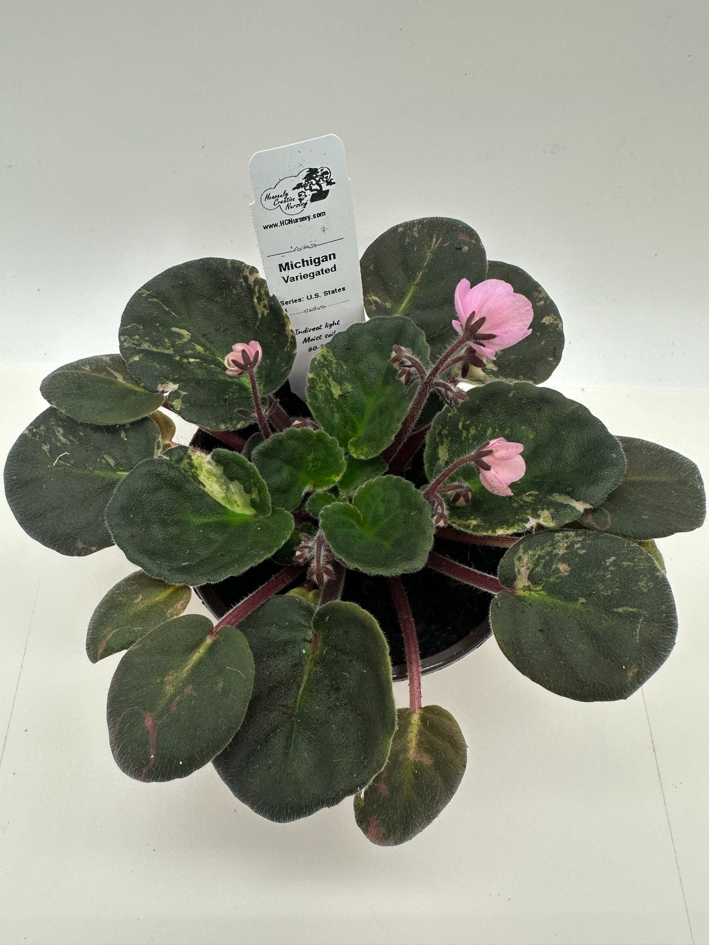 Michigan - Variegated (Rare) - Live African Violet 4" - Series: U.S. States