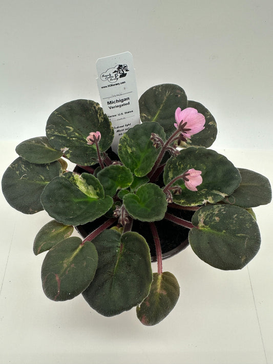 Michigan - Variegated (Rare) - Live African Violet 4" - Series: U.S. States