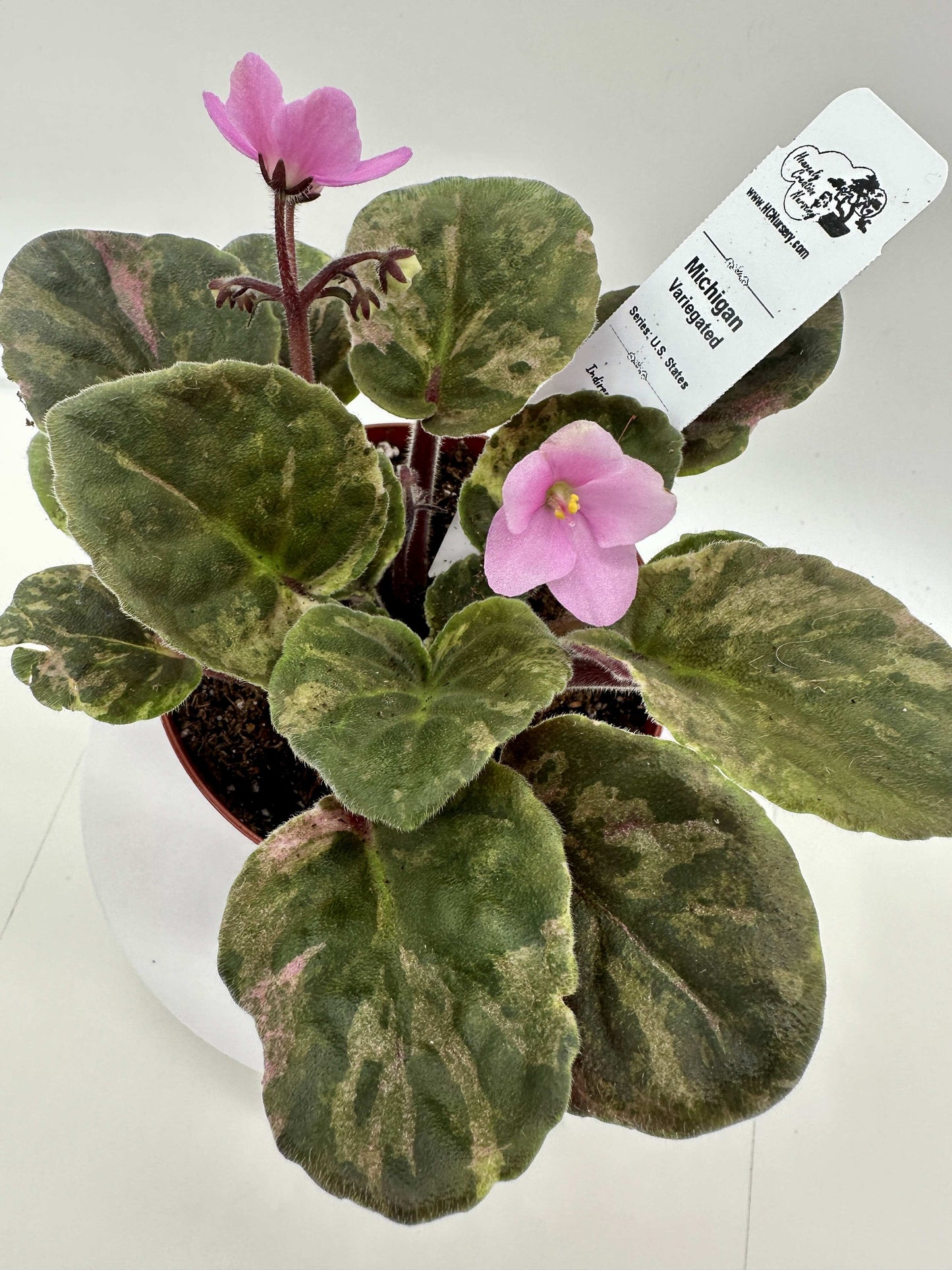 Michigan - Variegated (Rare) - Live African Violet 4" - Series: U.S. States