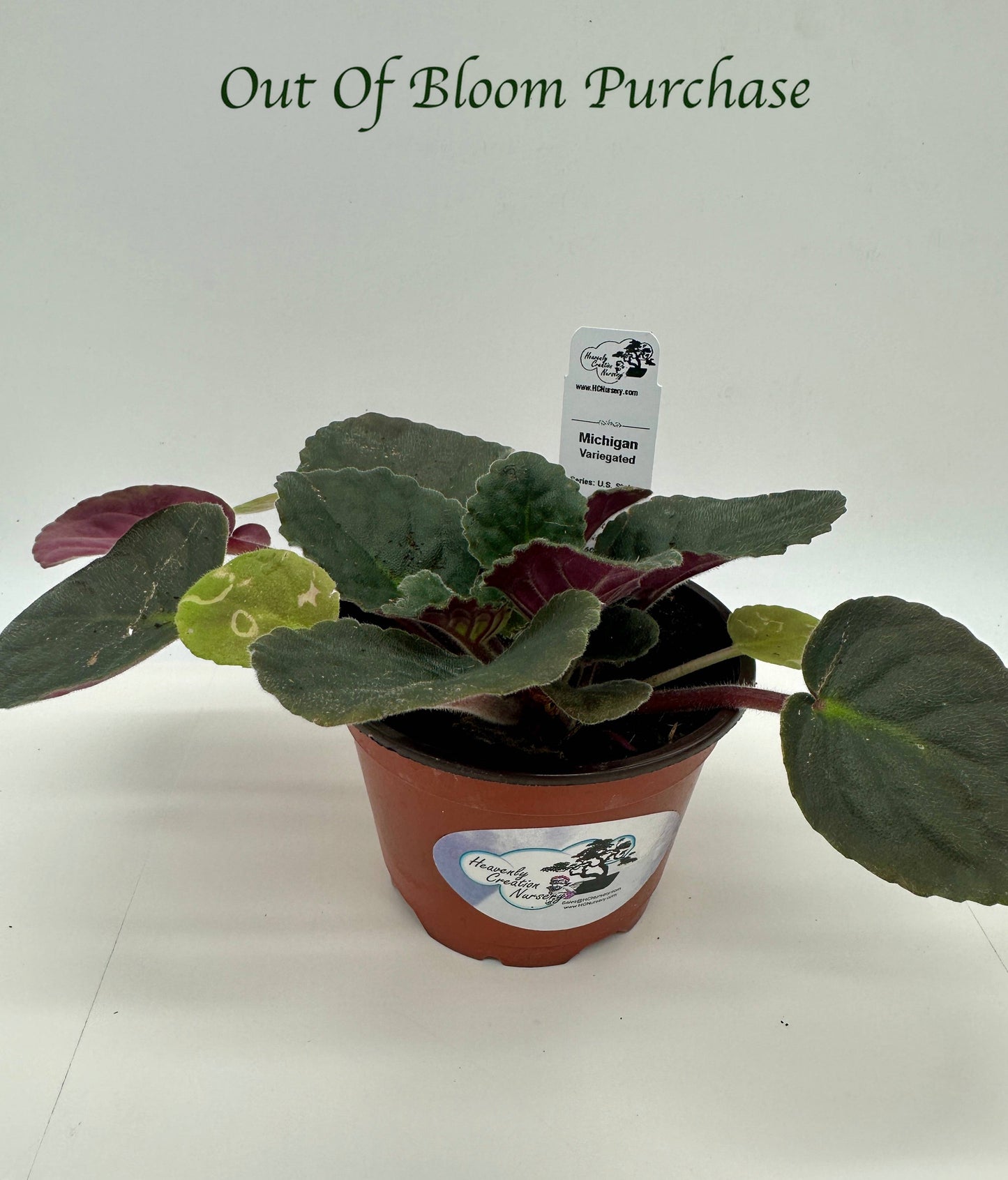 Michigan - Variegated (Rare) - Live African Violet 4" - Series: U.S. States
