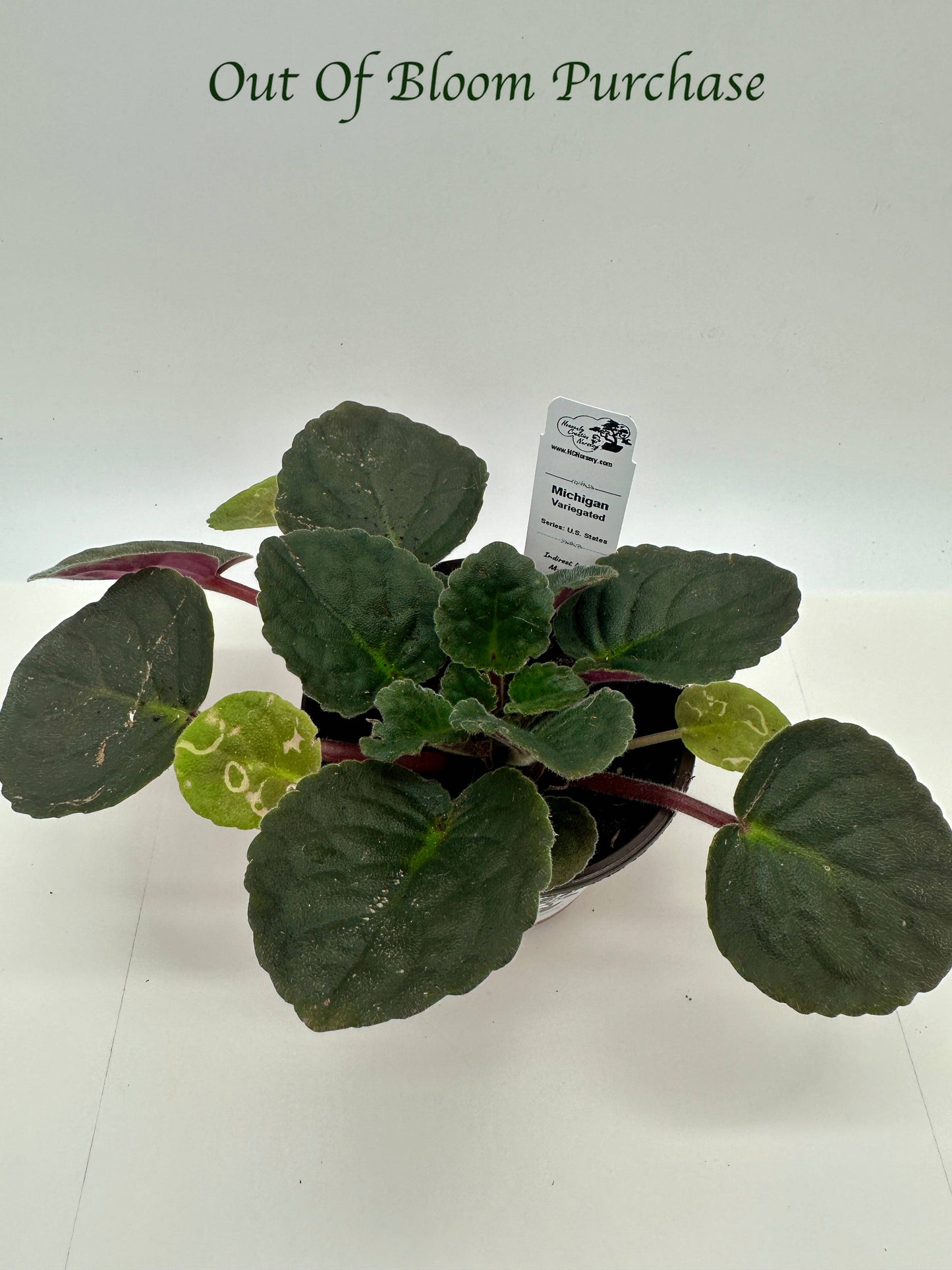 Michigan - Variegated (Rare) - Live African Violet 4" - Series: U.S. States