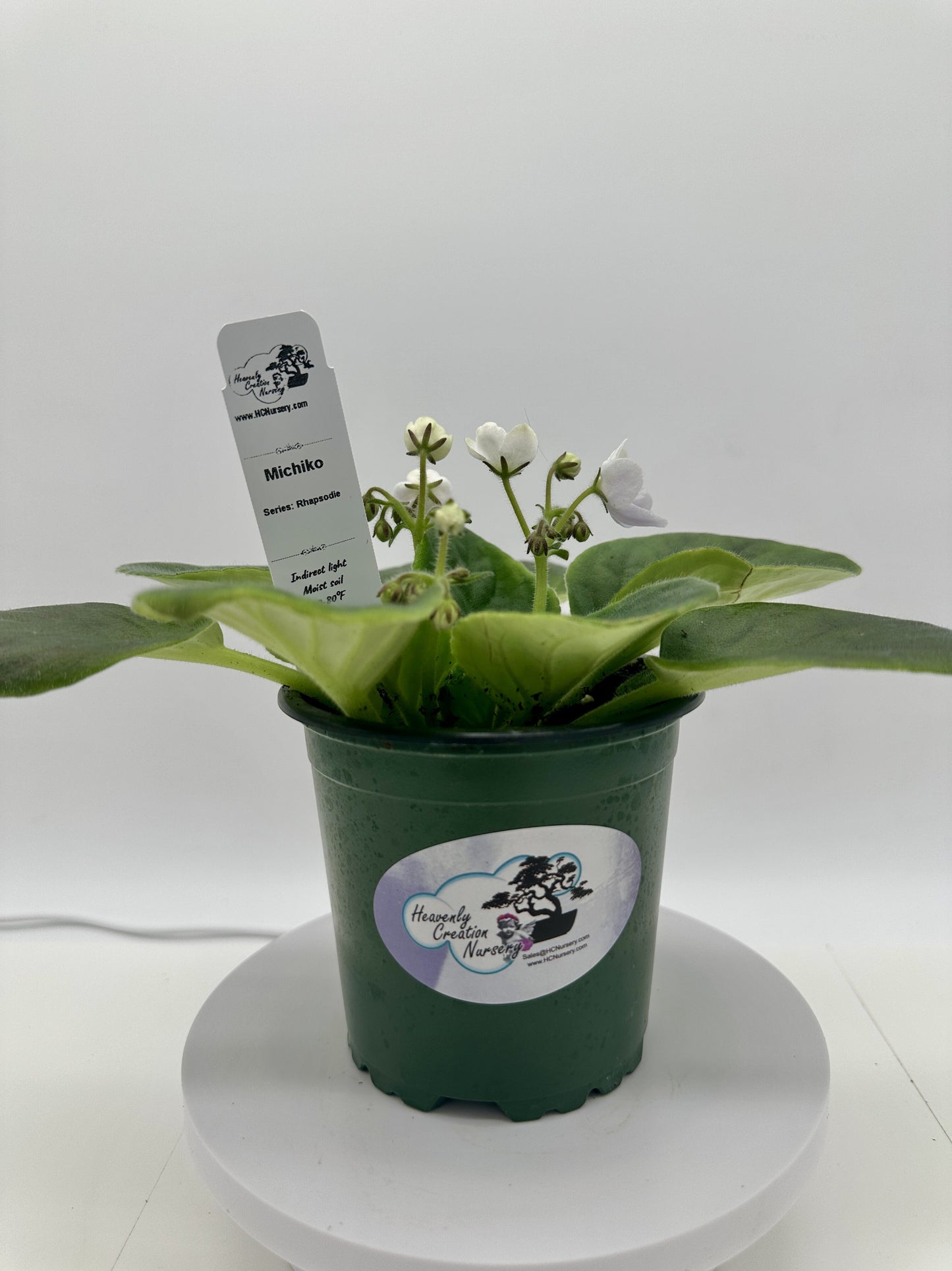 Michiko - Live African Violet 4" - Series: Rhapsodie