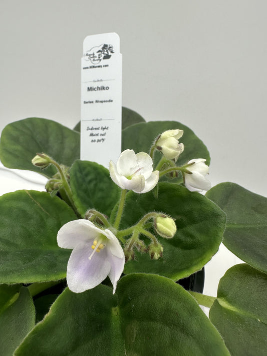 Michiko - Live African Violet 4" - Series: Rhapsodie