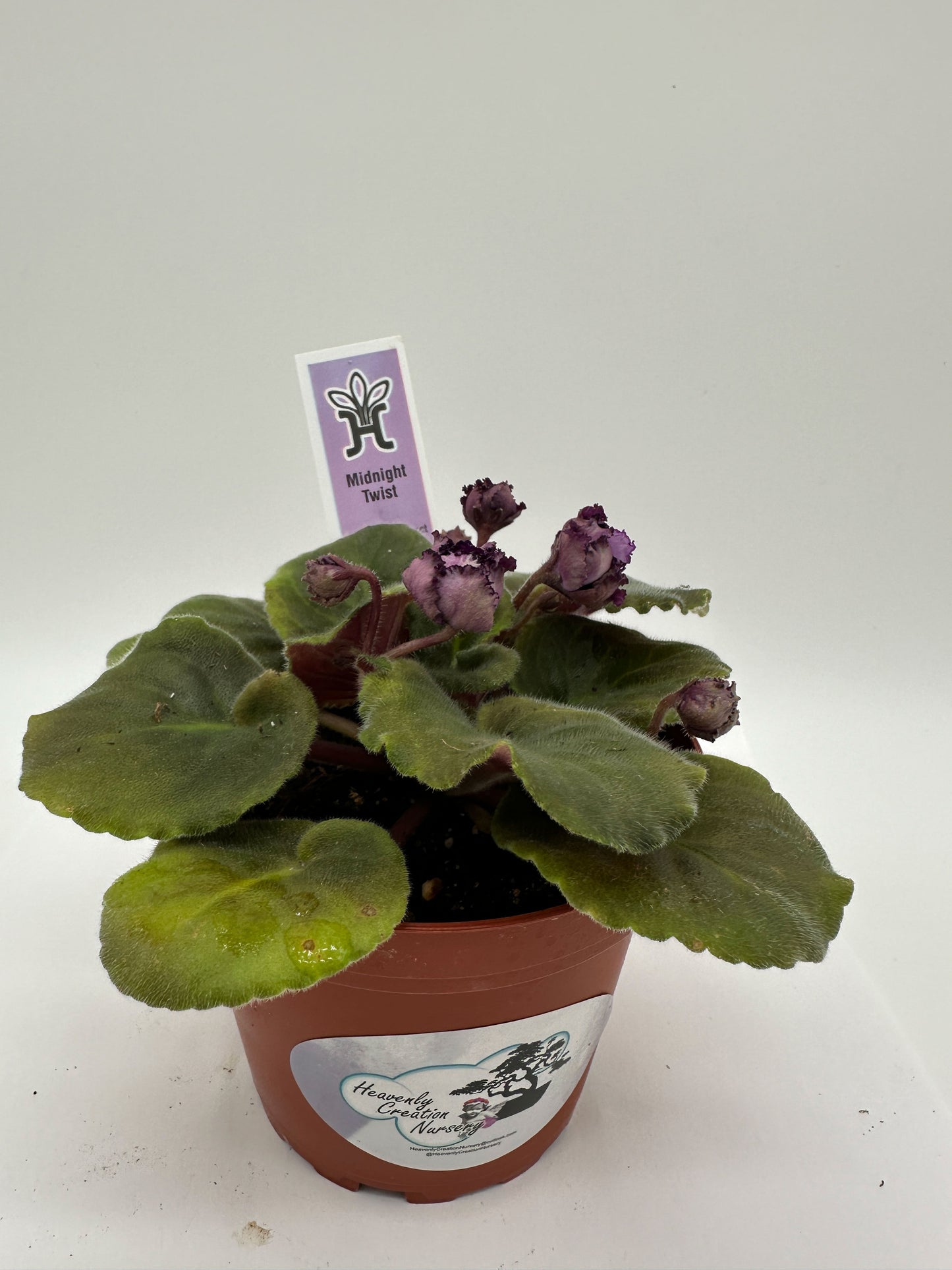 Midnight Twist - Live African Violet 4"