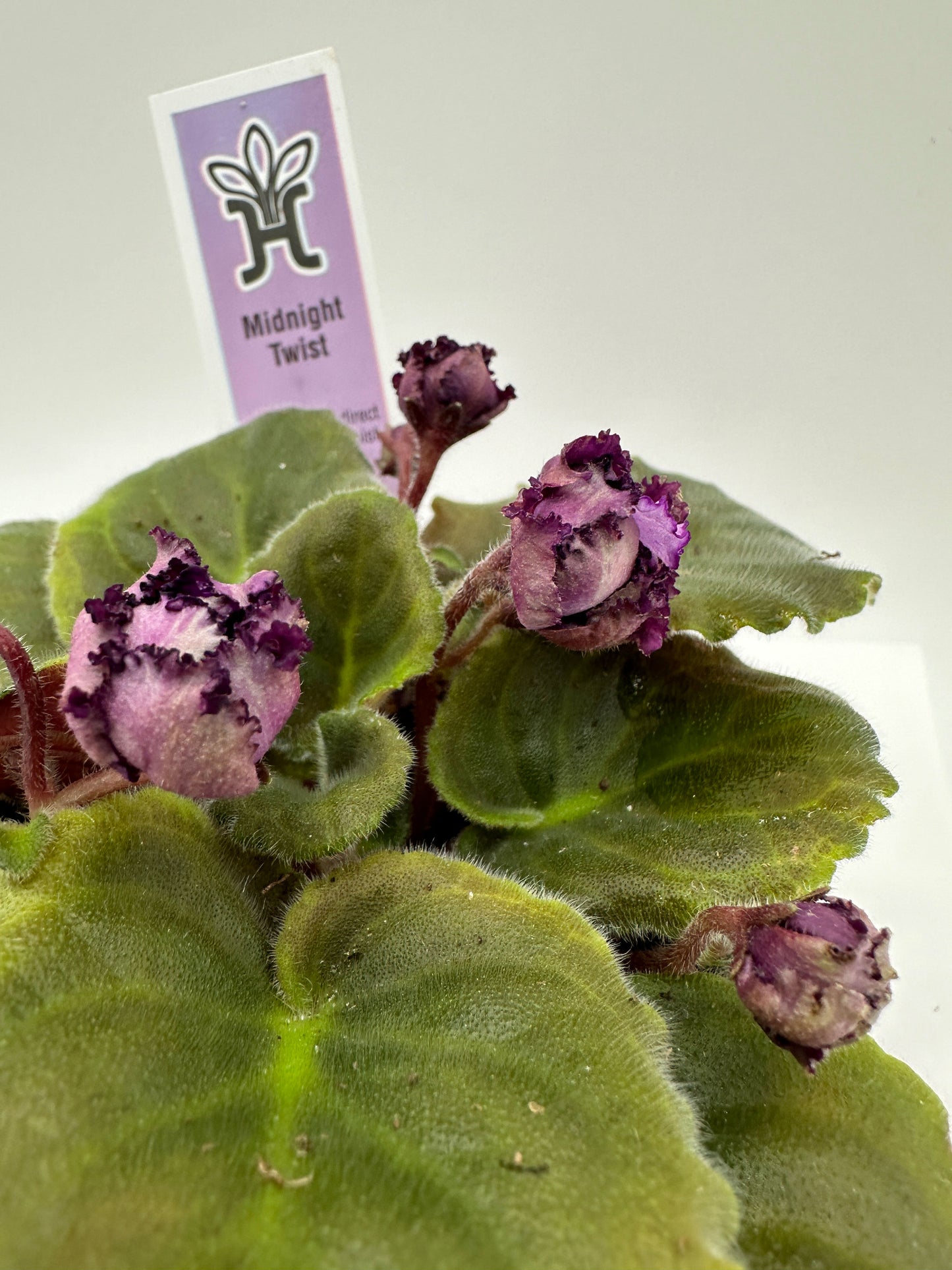 Midnight Twist - Live African Violet 4"