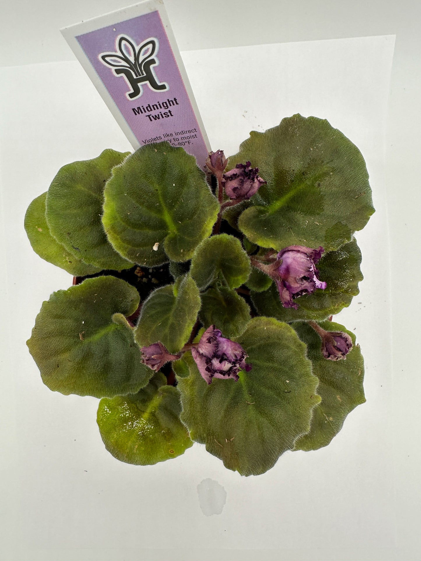 Midnight Twist - Live African Violet 4"