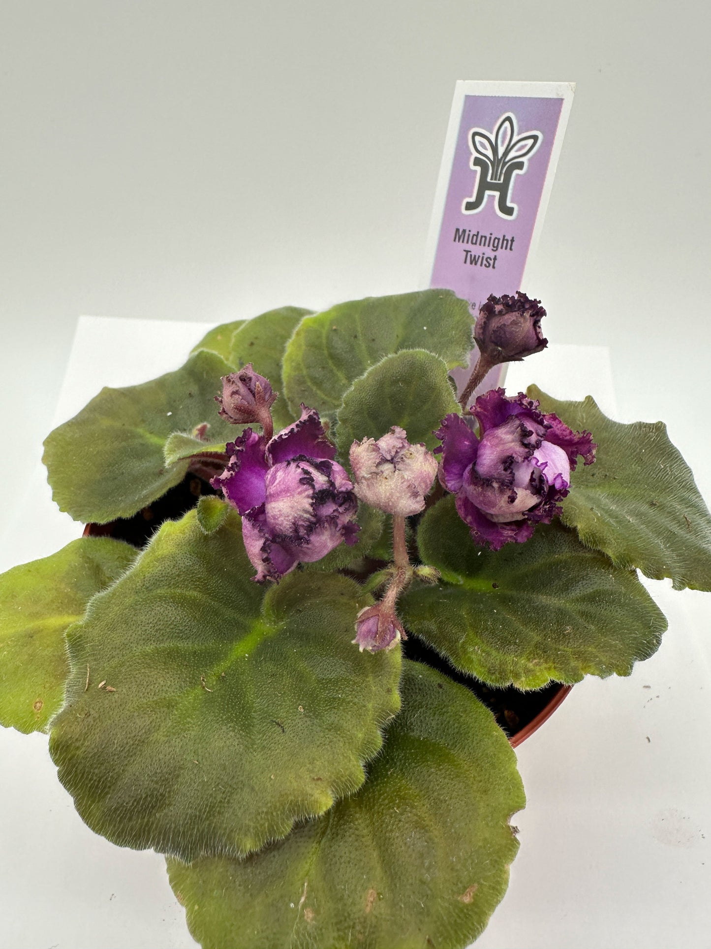 Midnight Twist - Live African Violet 4"