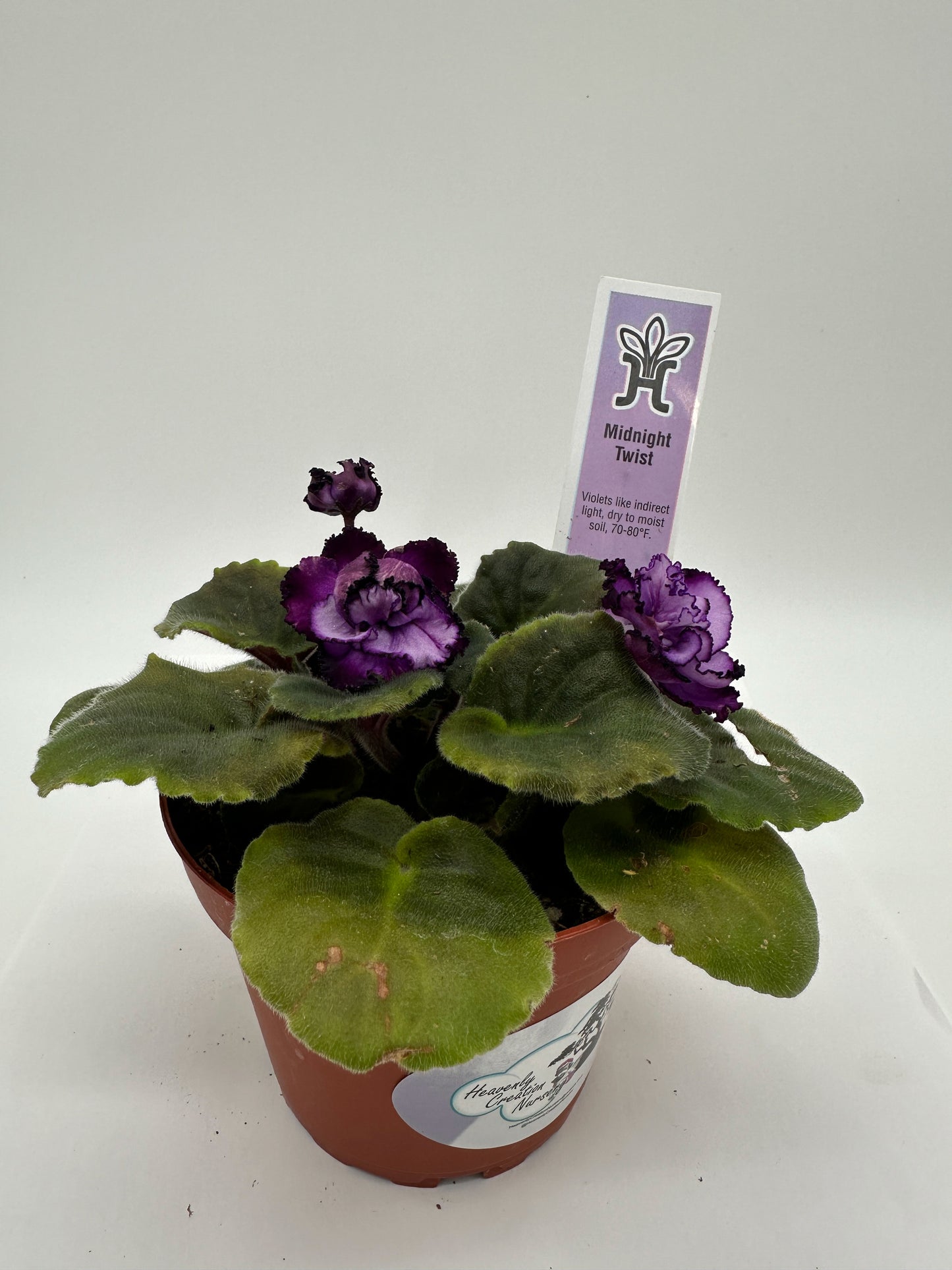 Midnight Twist - Live African Violet 4"