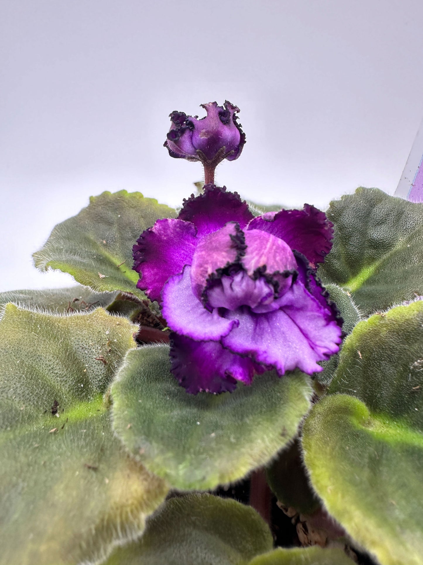 Midnight Twist - Live African Violet 4"