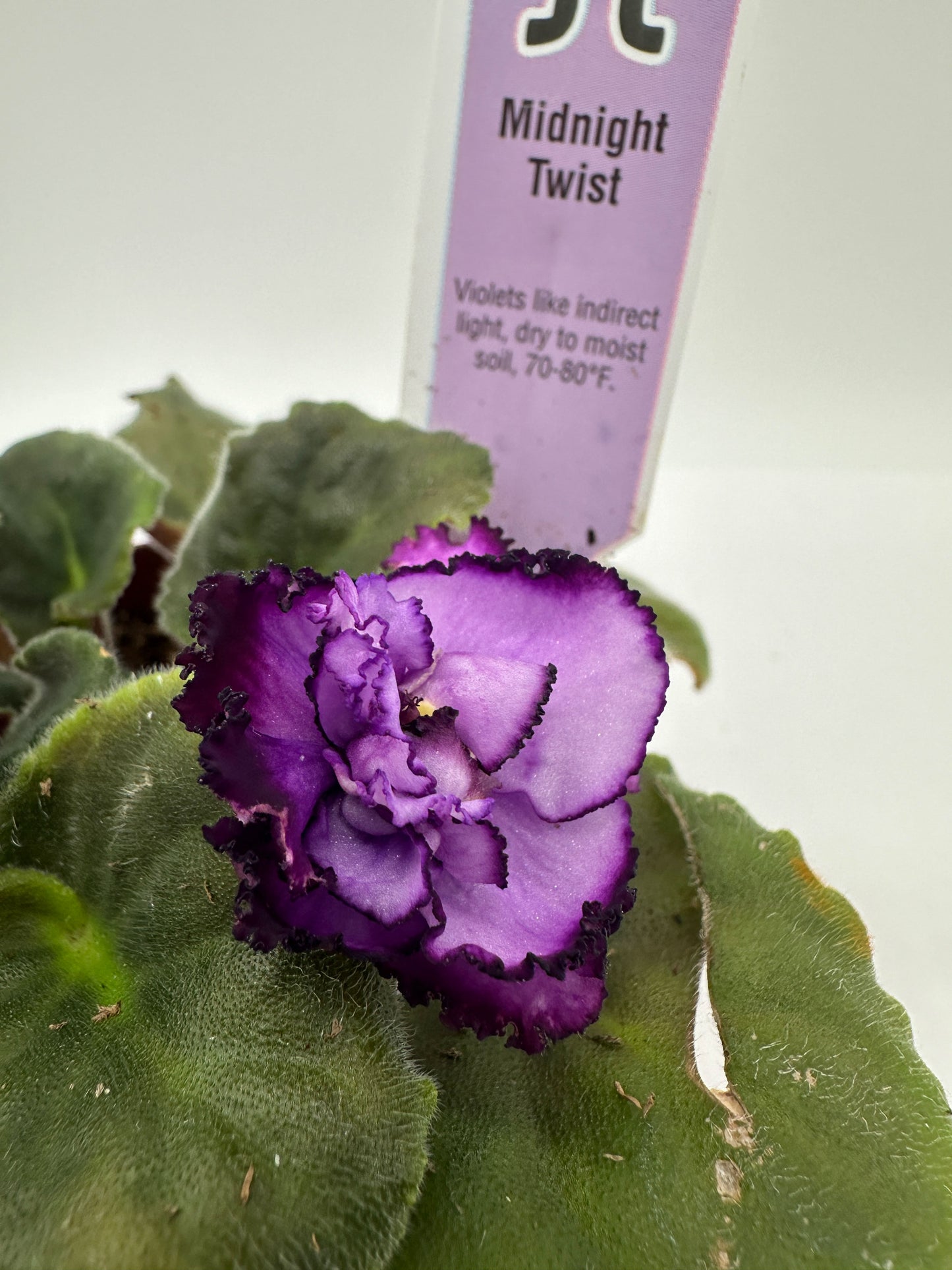 Midnight Twist - Live African Violet 4"