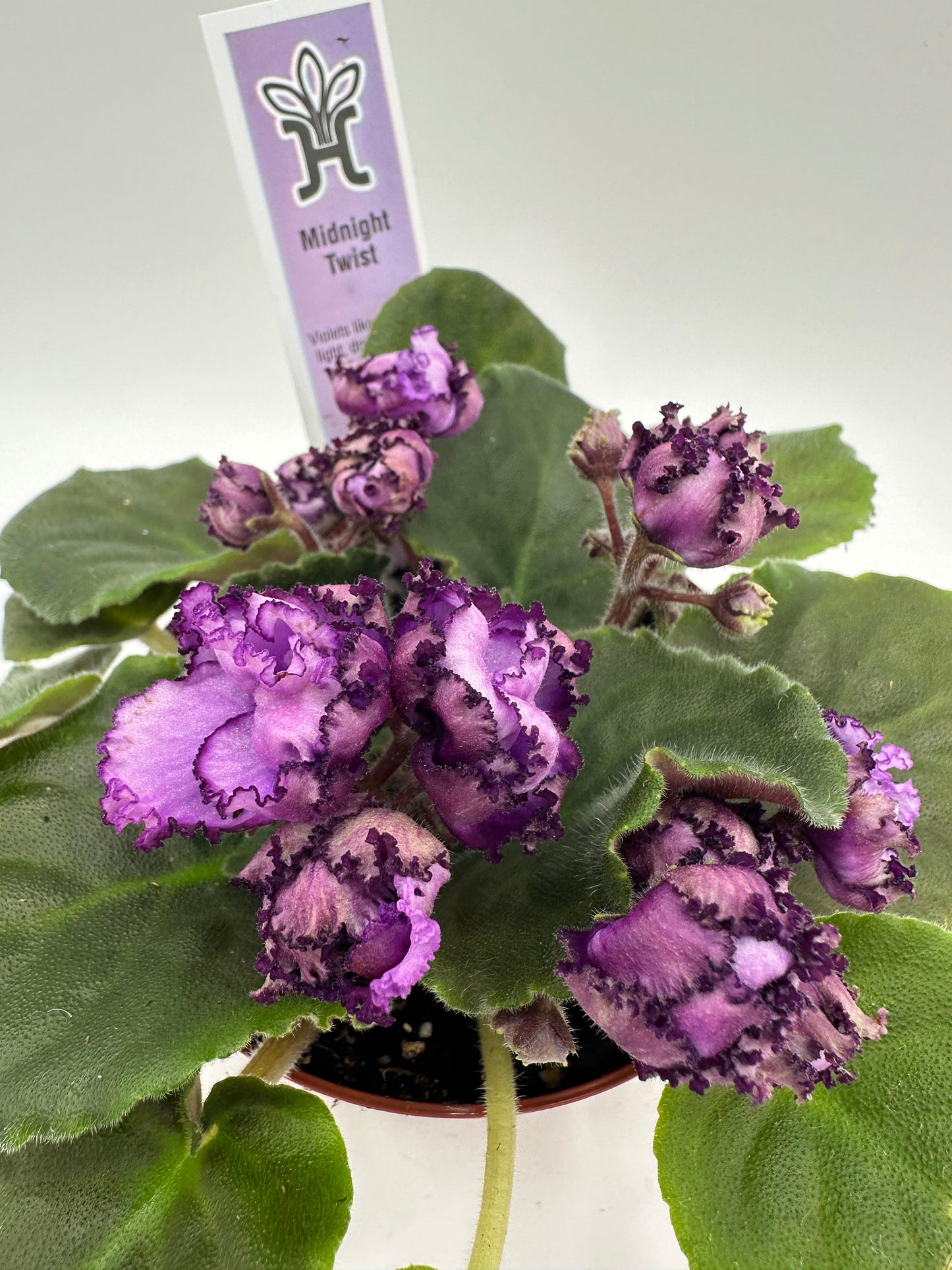 Midnight Twist - Live African Violet 4"