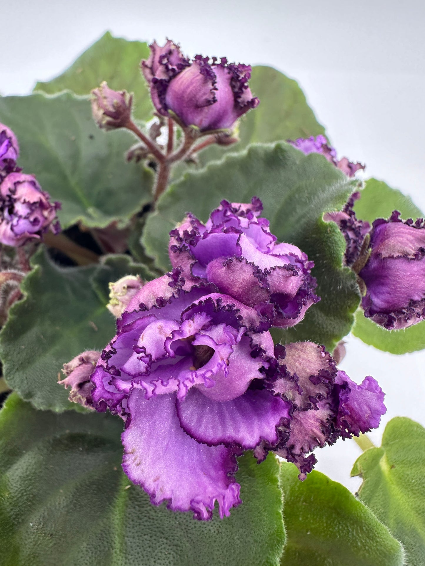 Midnight Twist - Live African Violet 4"