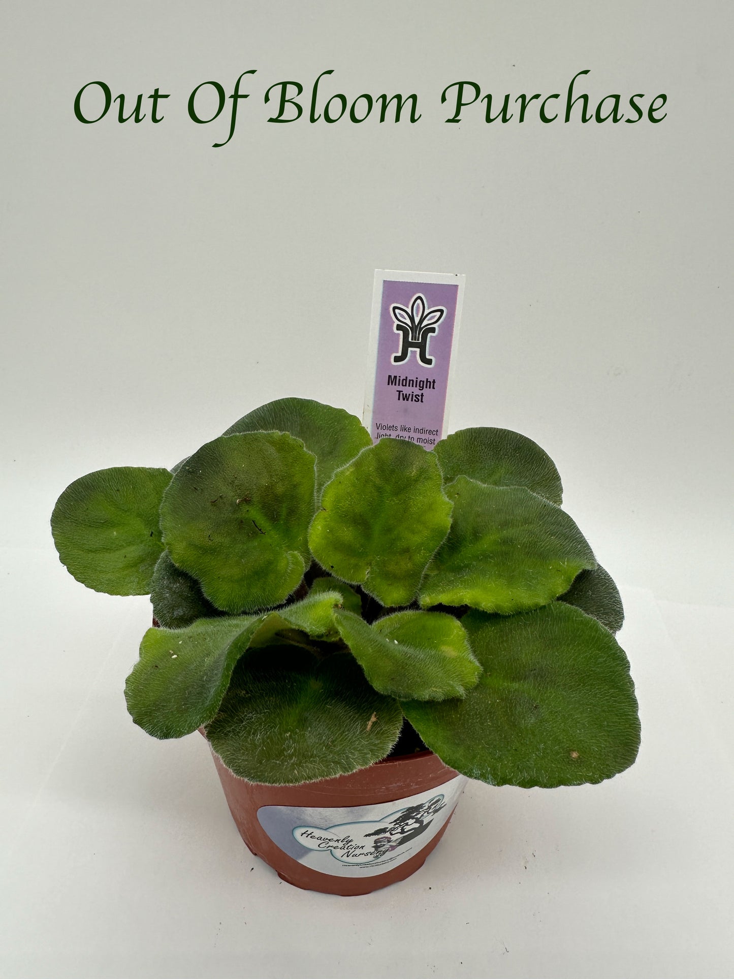 Midnight Twist - Live African Violet 4"