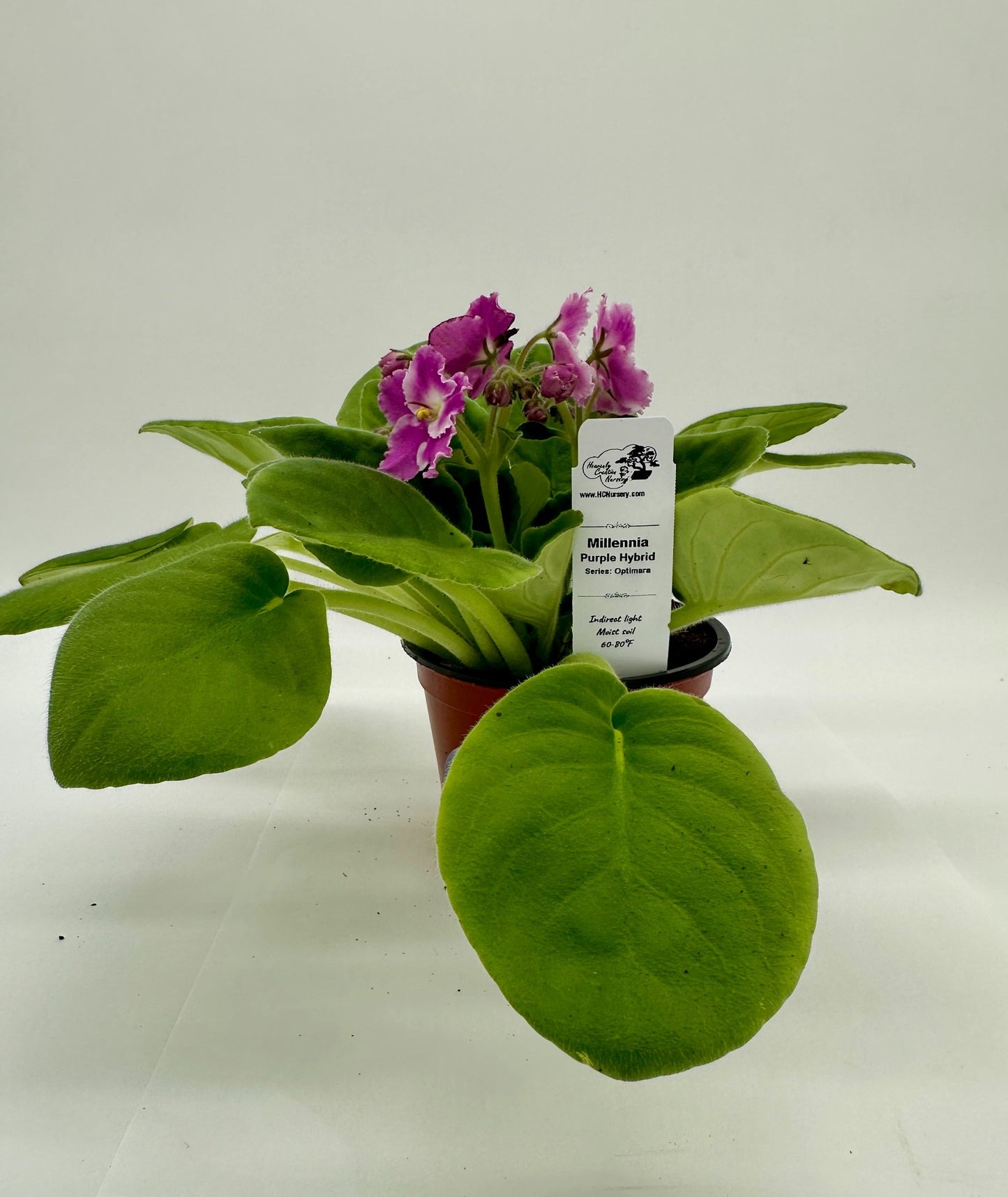 Millennia - Purple Hybrid - Live African Violet 4" - Series: Optimara