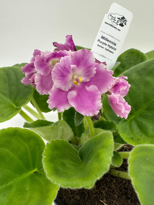 Millennia - Purple Hybrid - Live African Violet 4" - Series: Optimara
