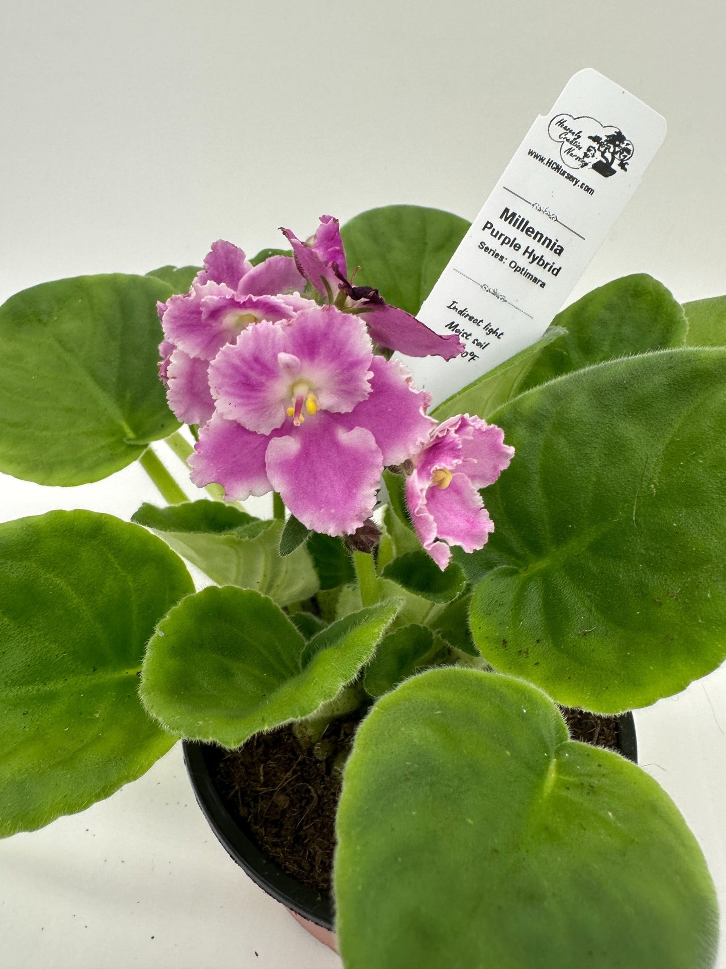 Millennia - Purple Hybrid - Live African Violet 4" - Series: Optimara