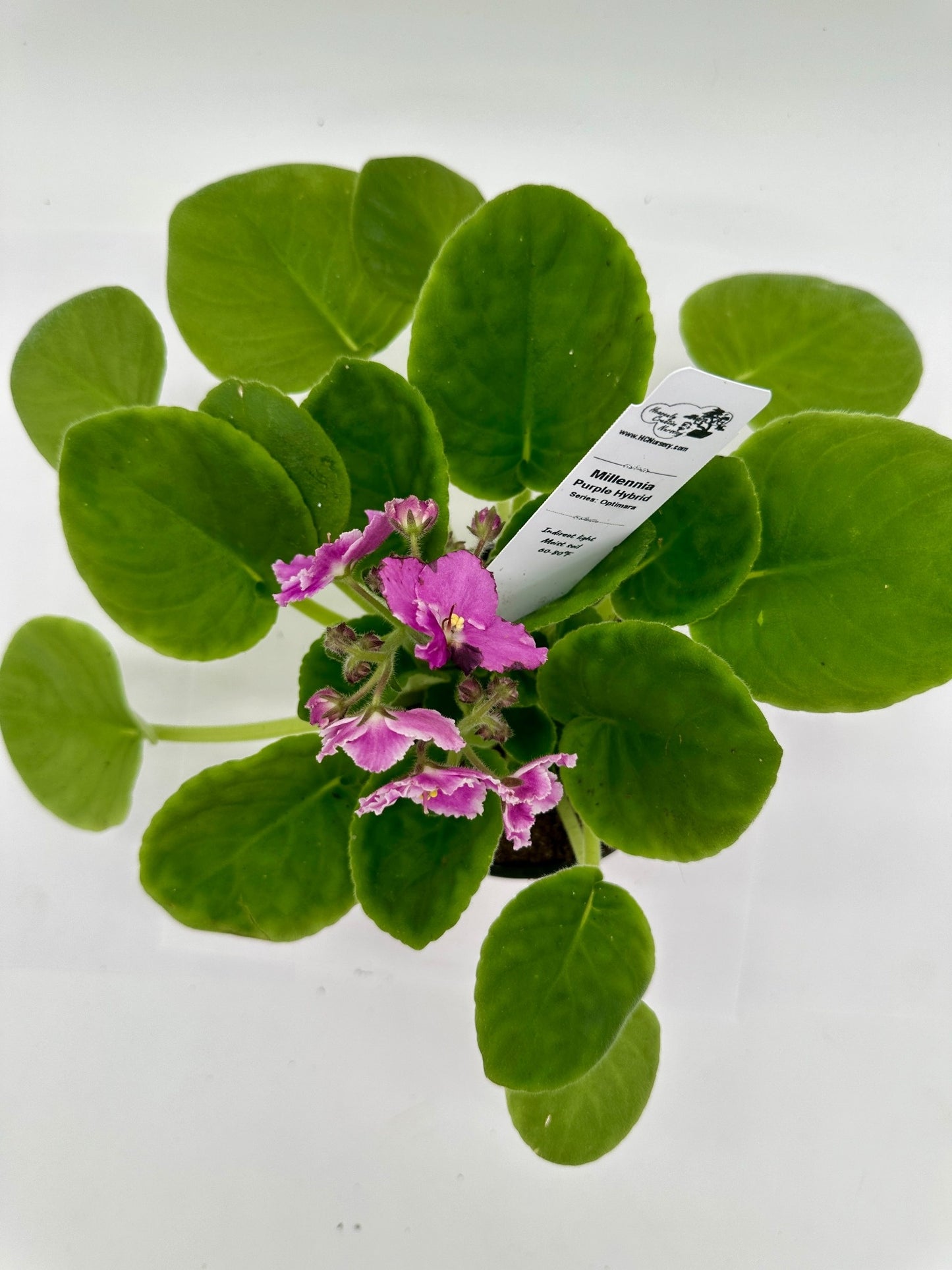 Millennia - Purple Hybrid - Live African Violet 4" - Series: Optimara