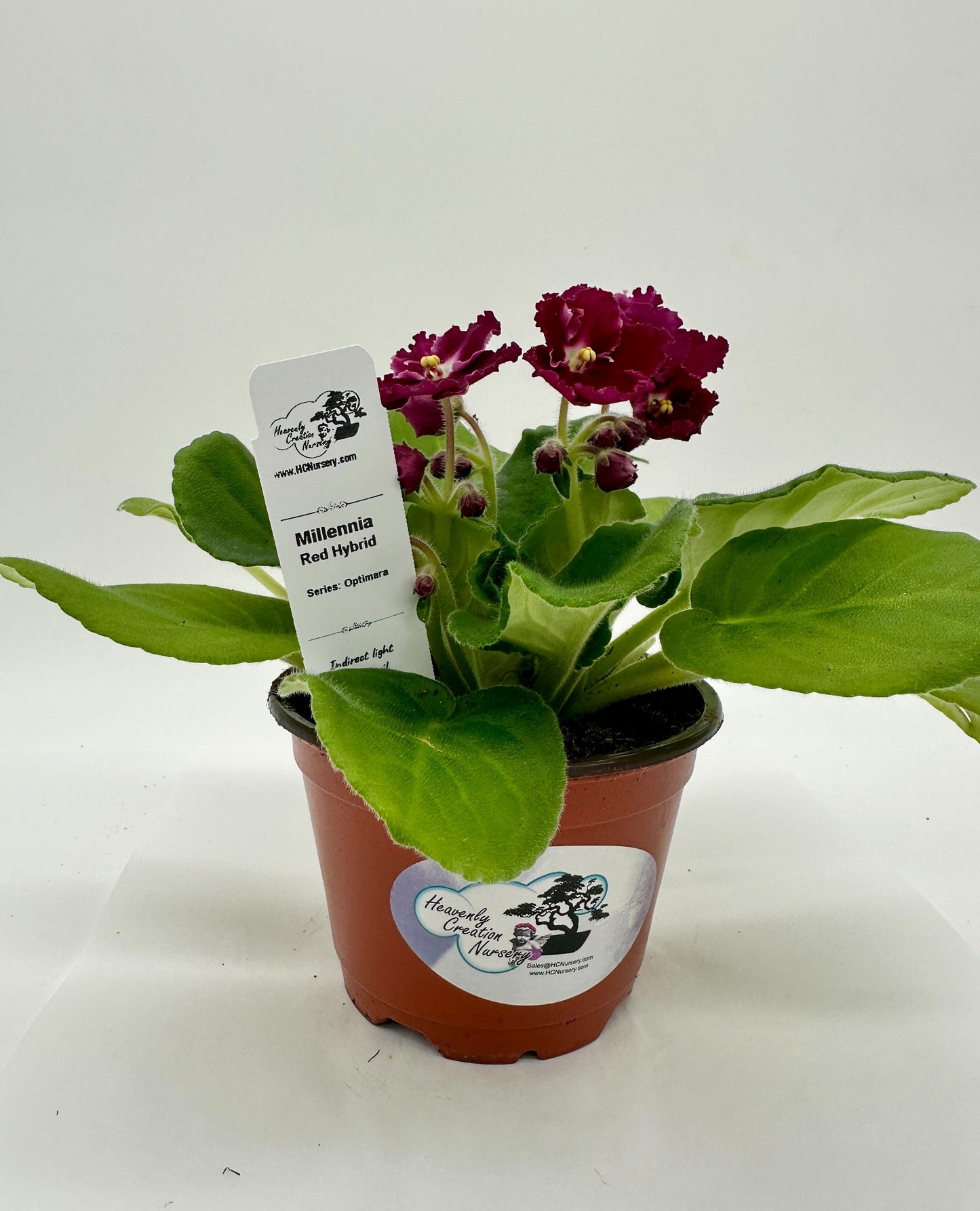 Millennia - Red Hybrid - Live African Violet 4" - Series: Optimara