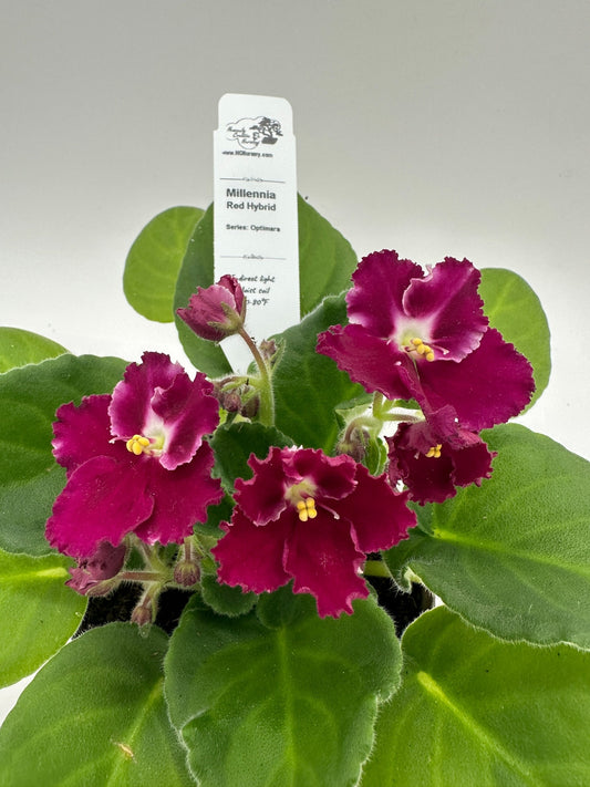 Millennia - Red Hybrid - Live African Violet 4" - Series: Optimara
