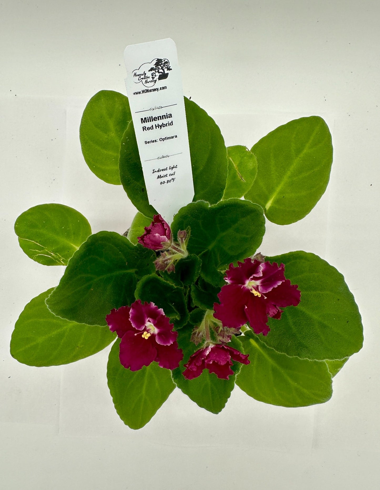 Millennia - Red Hybrid - Live African Violet 4" - Series: Optimara