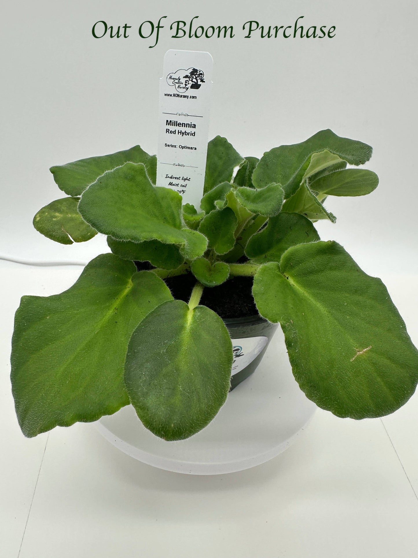 Millennia - Red Hybrid - Live African Violet 4" - Series: Optimara