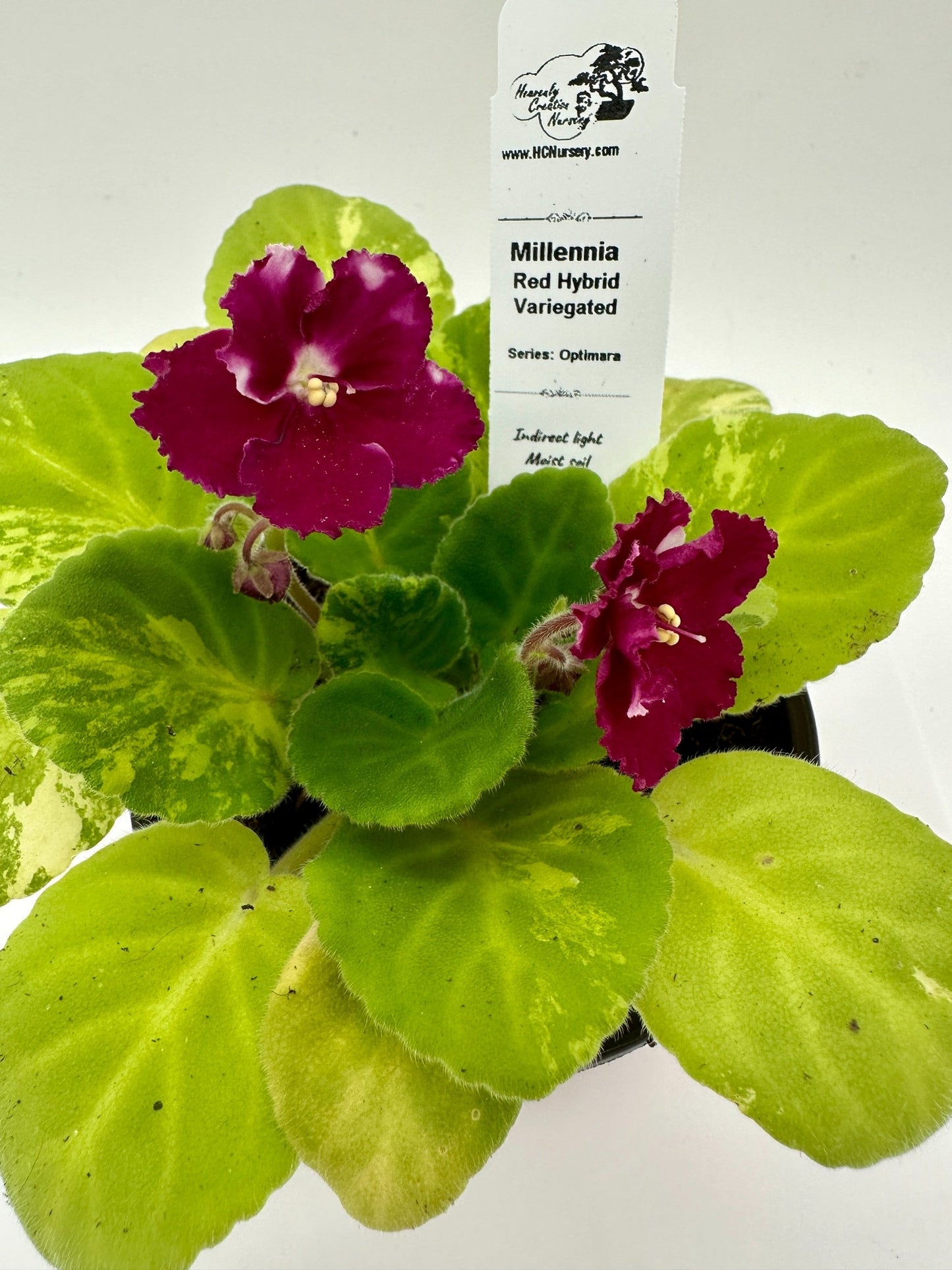 Millennia - Red Hybrid - Variegated (Rare) - Live African Violet 4" - Series: Optimara