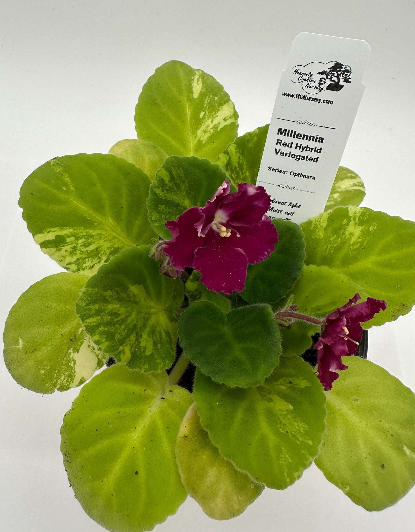Millennia - Red Hybrid - Variegated (Rare) - Live African Violet 4" - Series: Optimara