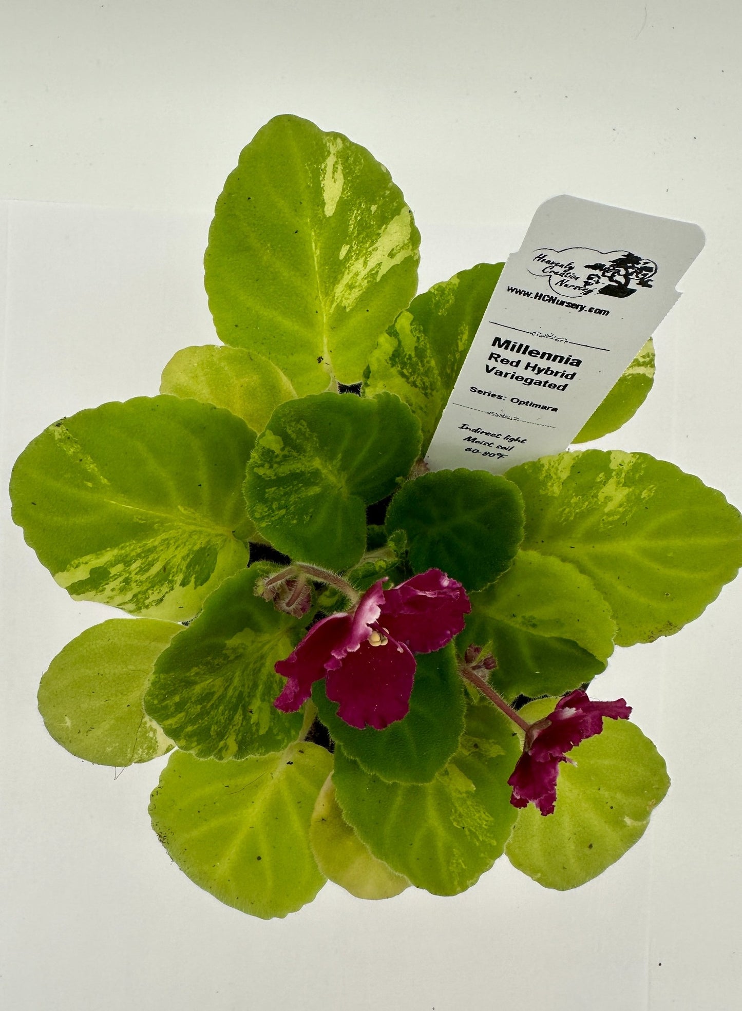 Millennia - Red Hybrid - Variegated (Rare) - Live African Violet 4" - Series: Optimara