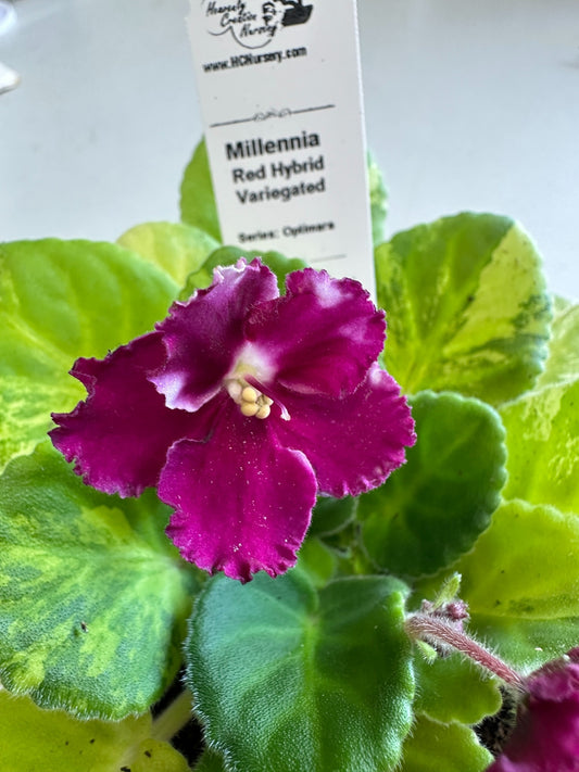 Millennia - Red Hybrid - Variegated (Rare) - Live African Violet 4" - Series: Optimara