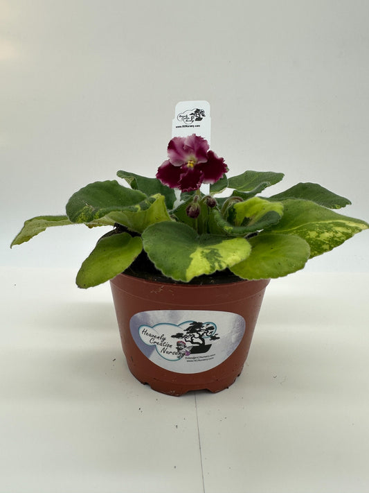 Millennia - Variegated (Rare) - Live African Violet 4" - Series: Optimara